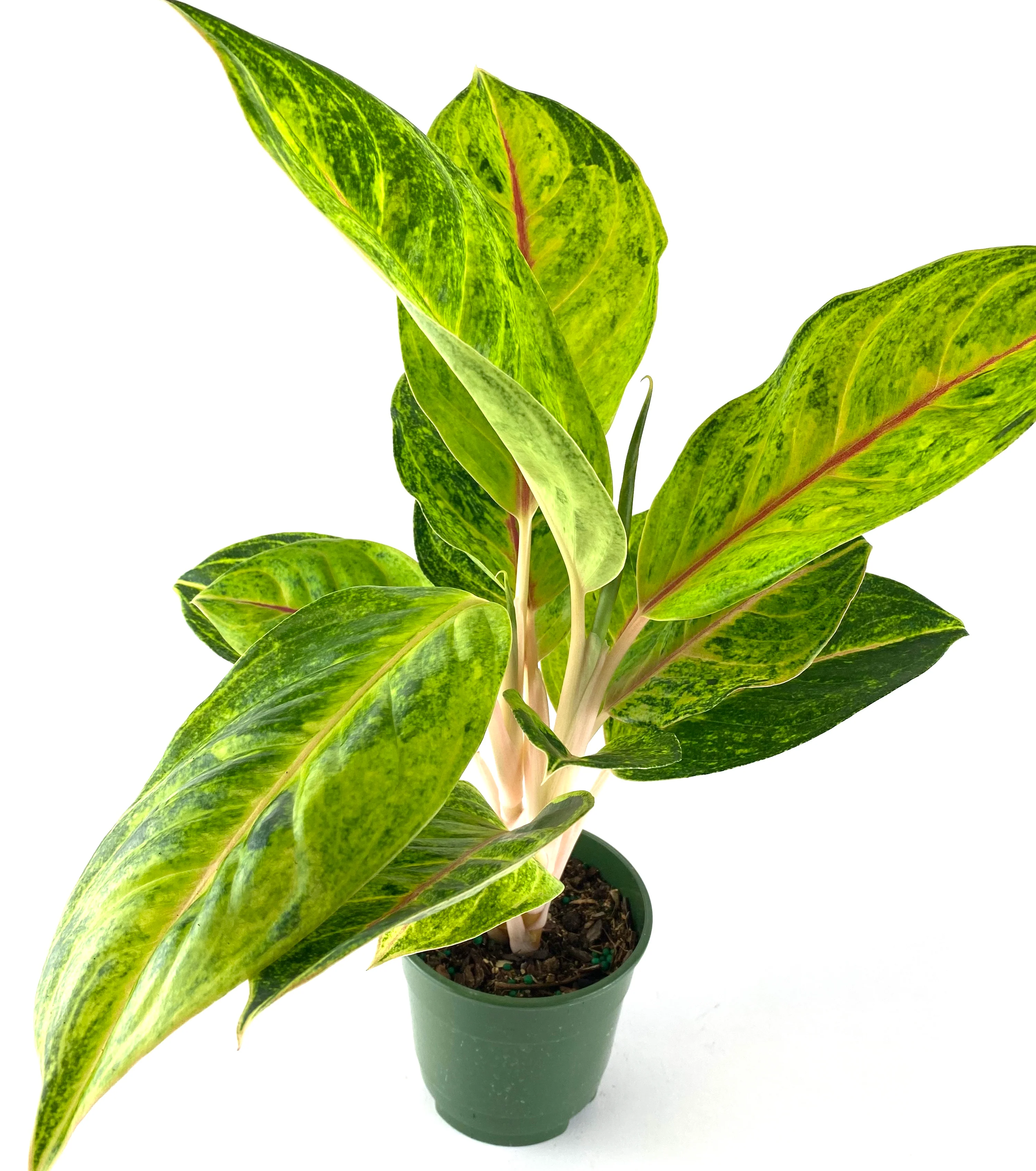 Aglaonema Green Papaya, Chinese Evergreen - Image 3