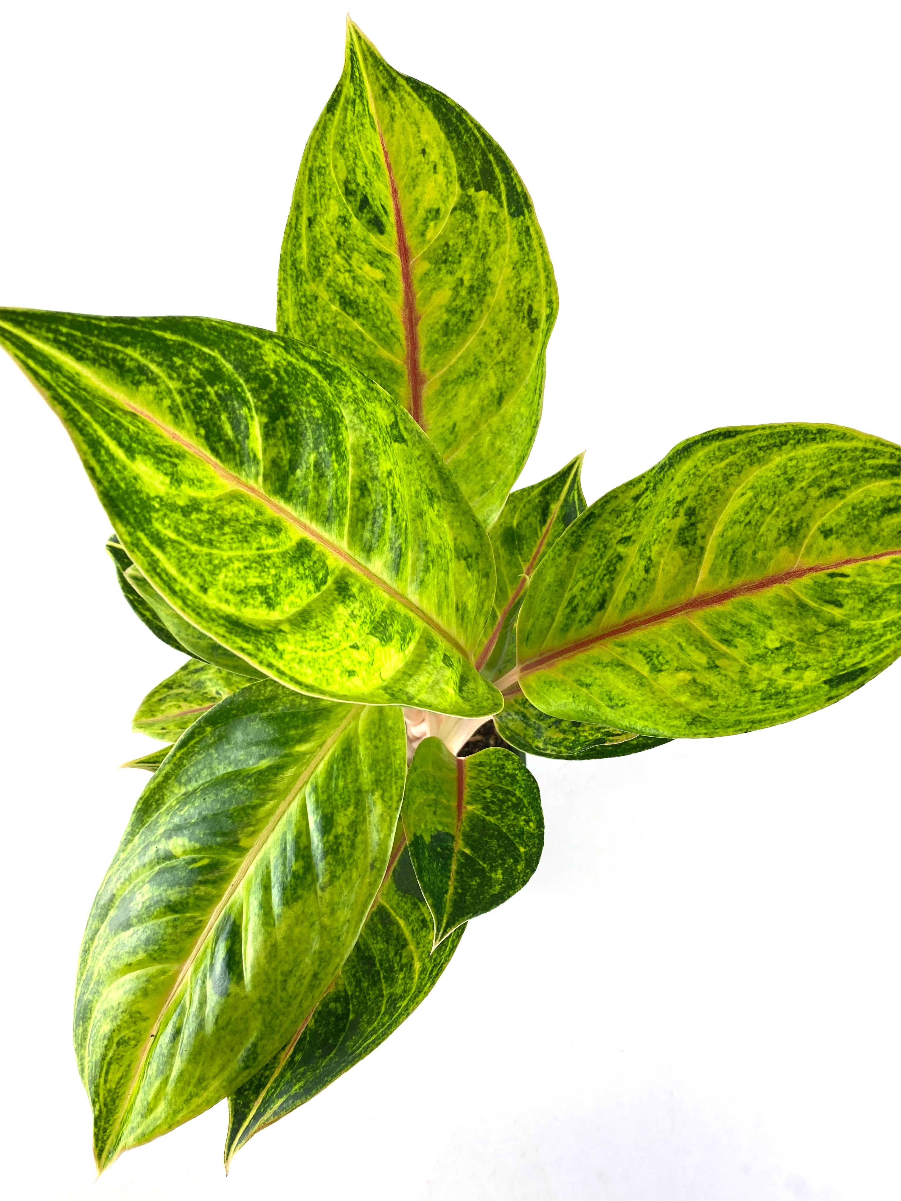 Aglaonema Green Papaya, Chinese Evergreen - Image 4