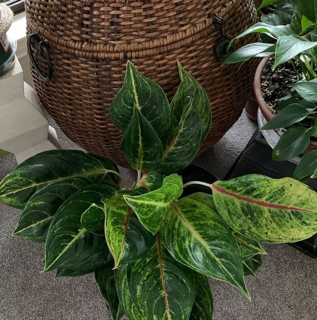 Aglaonema Green Papaya, Chinese Evergreen - Image 5