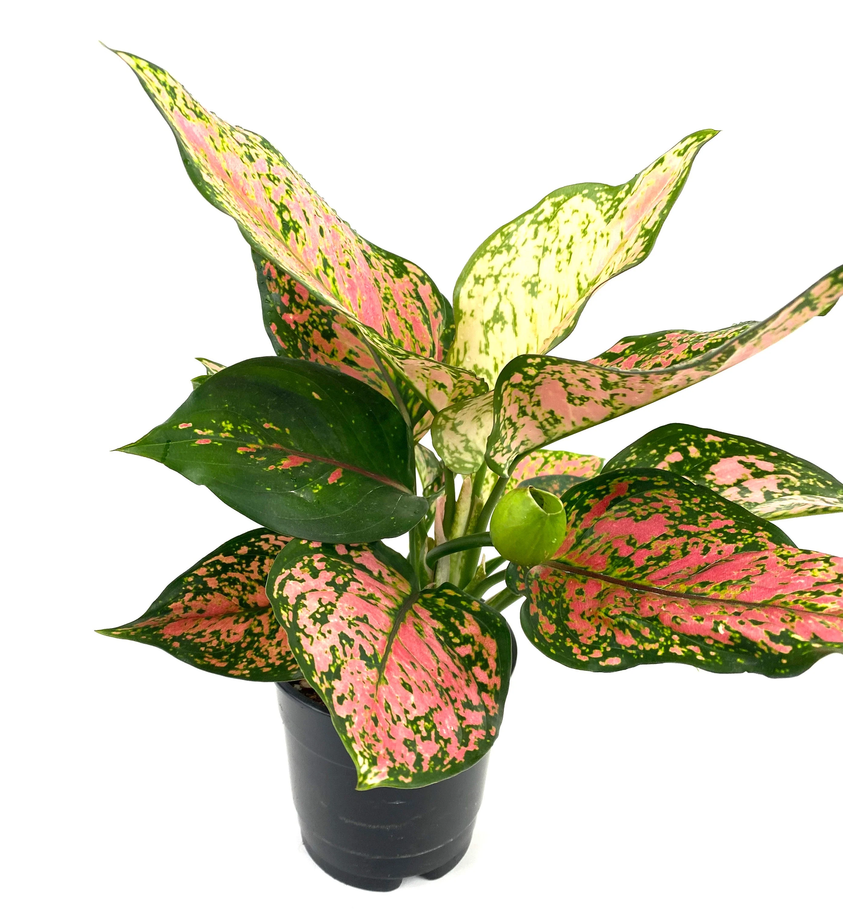 Aglaonema Red Valentine, Chinese Evergreen - Image 3