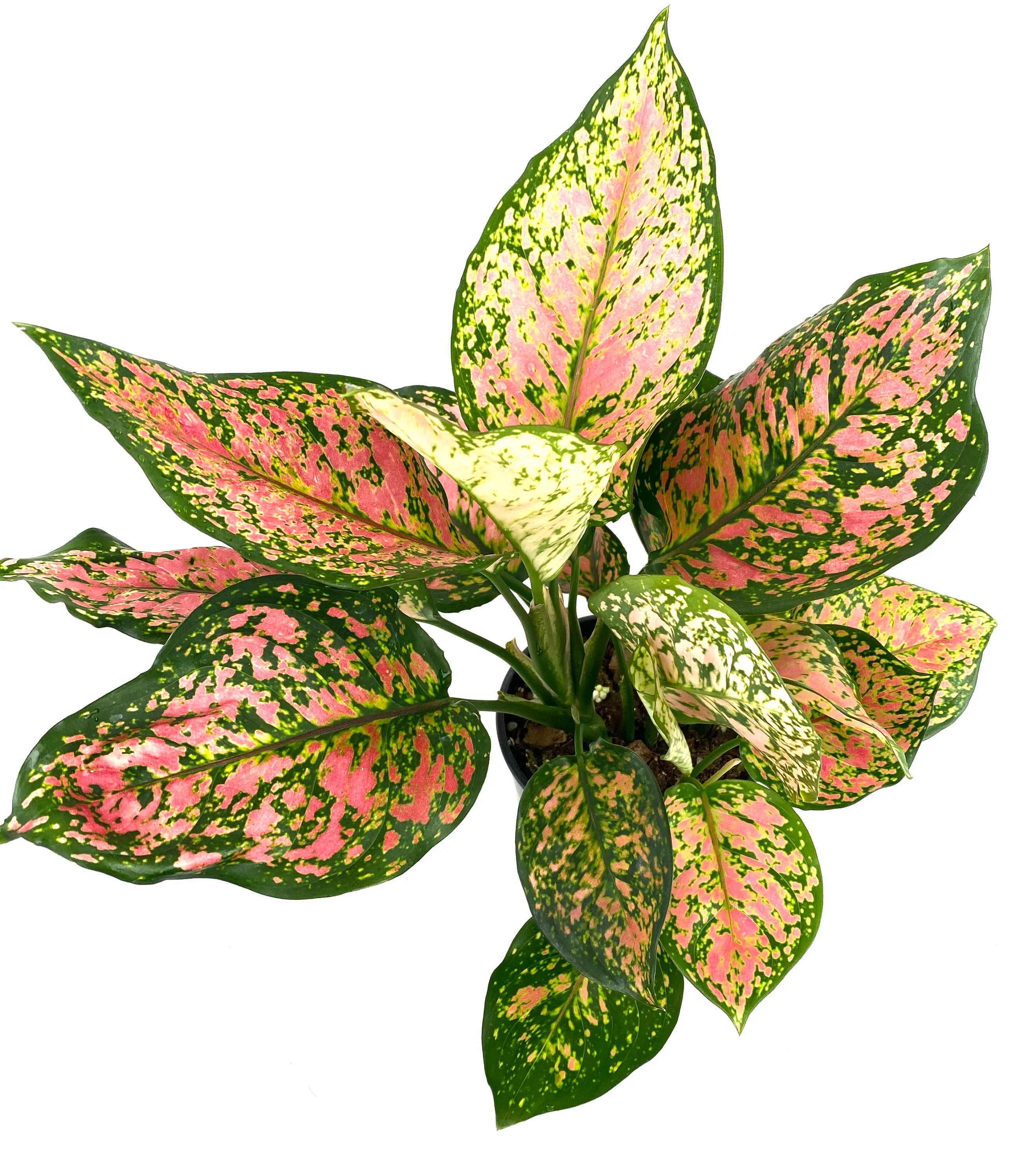 Aglaonema Red Valentine, Chinese Evergreen - Image 5