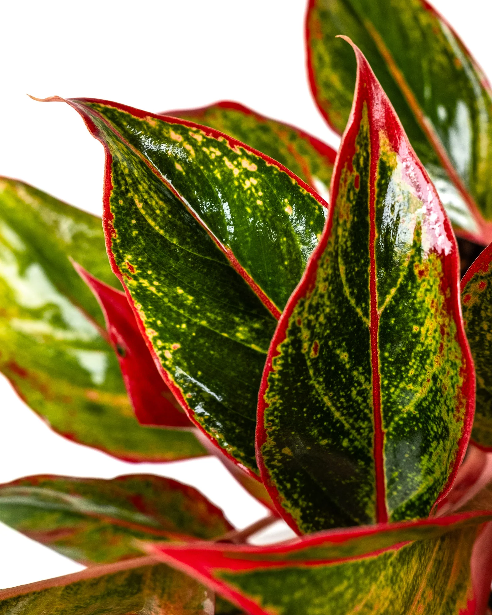 Aglaonema Siam Red Aurora, Chinese Evergreen - Image 3