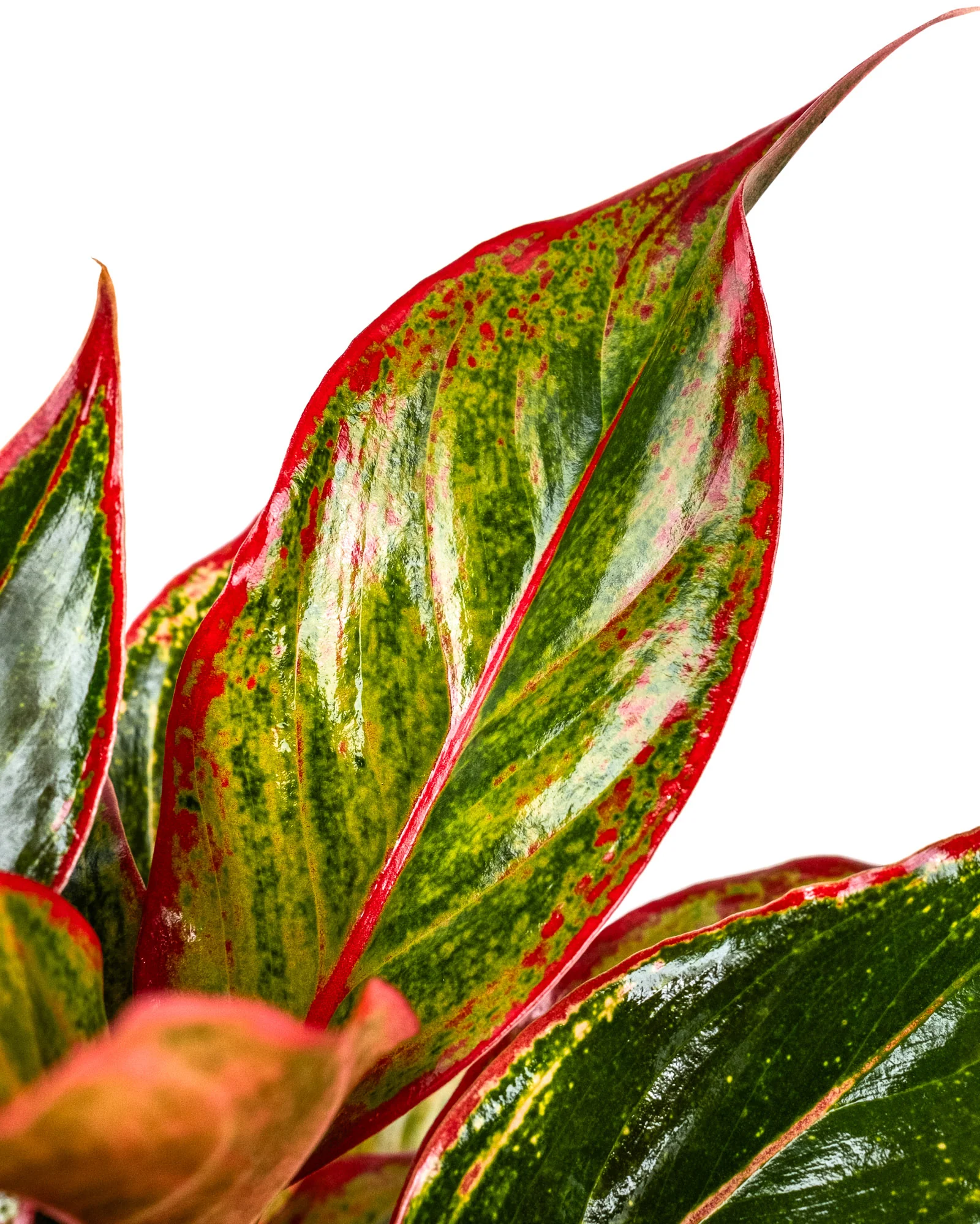 Aglaonema Siam Red Aurora, Chinese Evergreen - Image 4