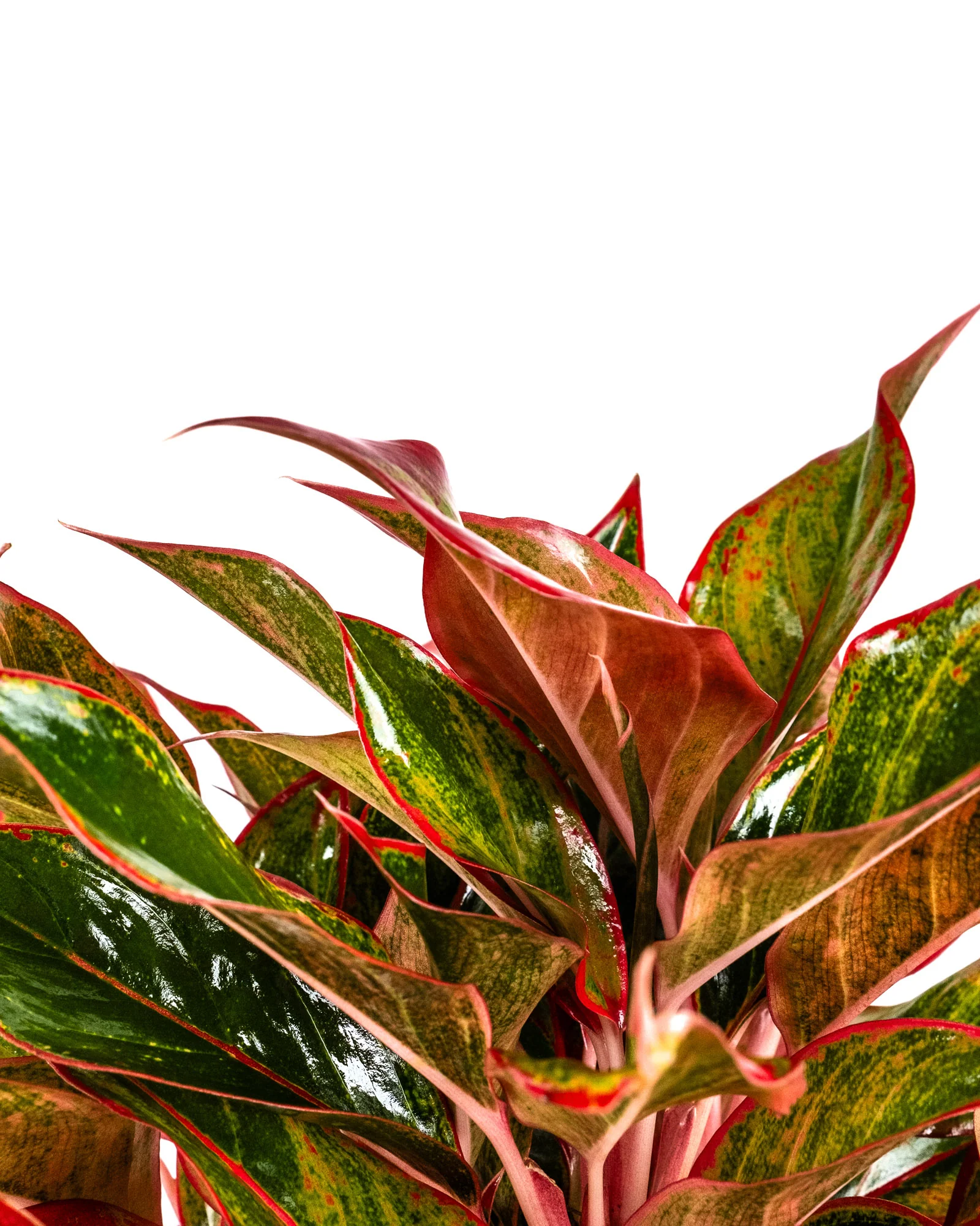 Aglaonema Siam Red Aurora, Chinese Evergreen - Image 5