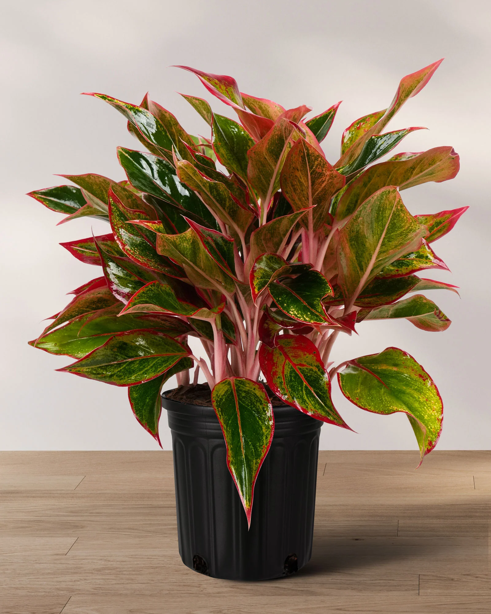 Aglaonema Siam Red Aurora, Chinese Evergreen - Image 6