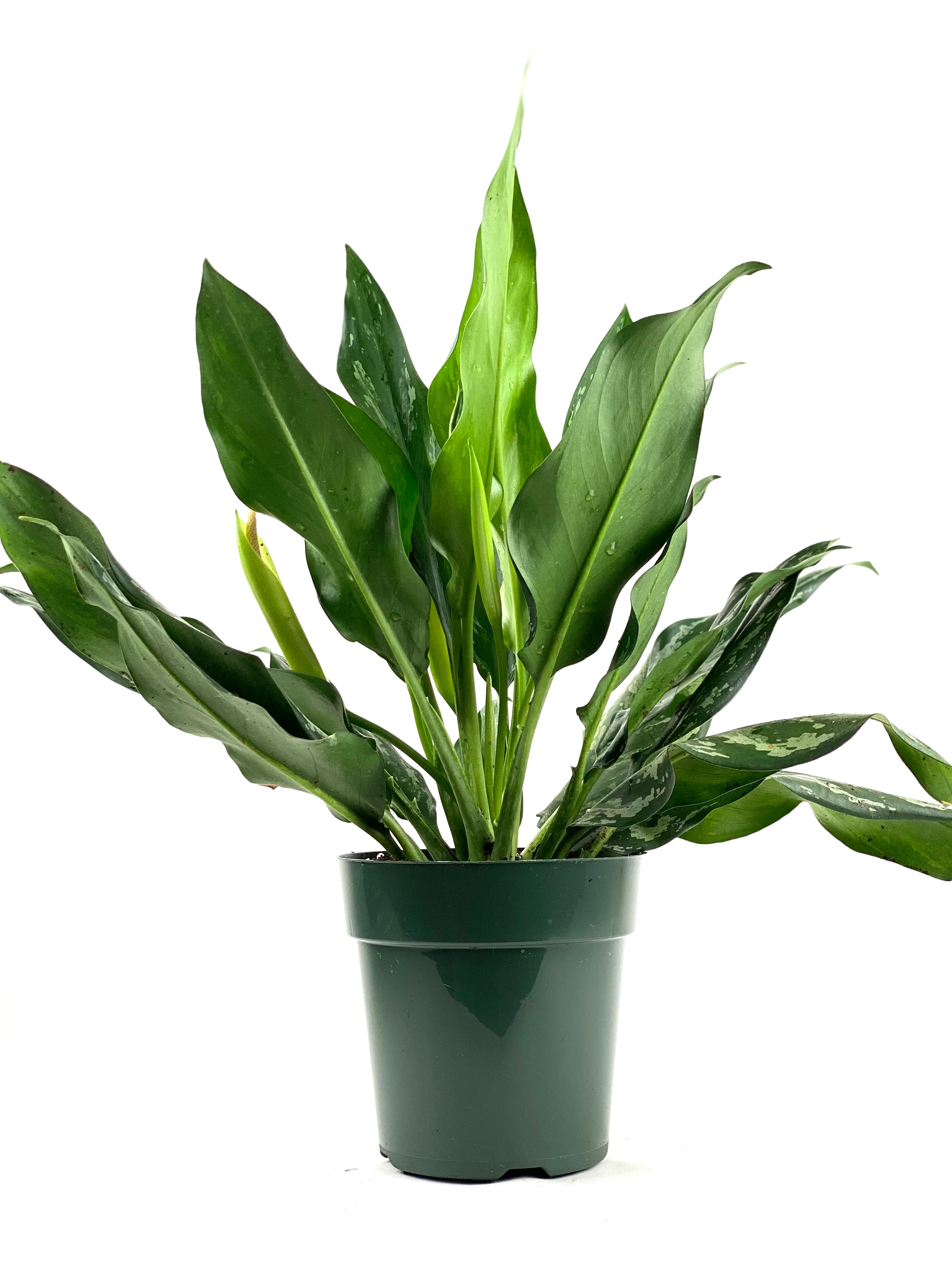 Aglaonema Silver Bay Chinese Evergreen - Image 3