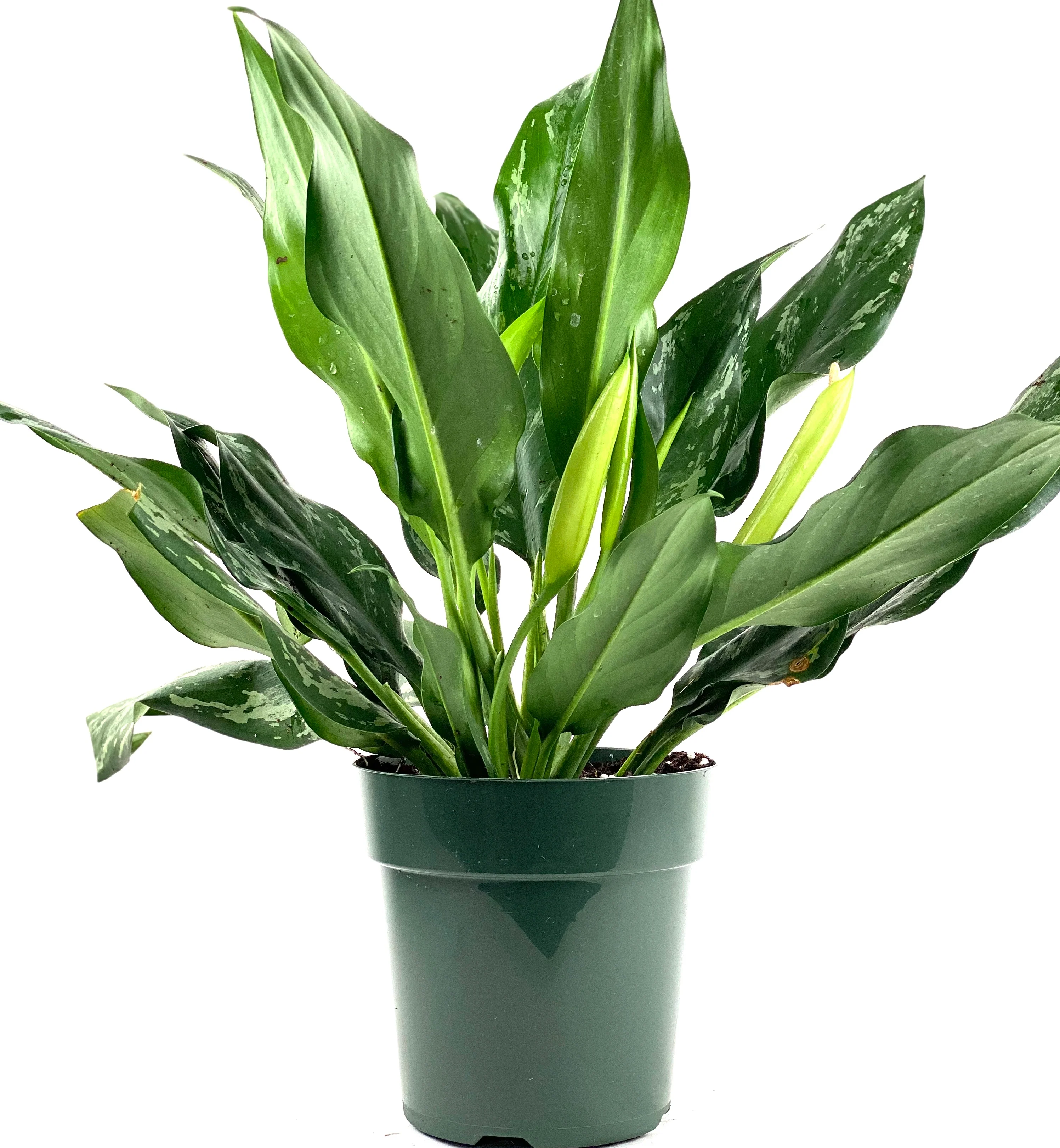 Aglaonema Silver Bay Chinese Evergreen - Image 4