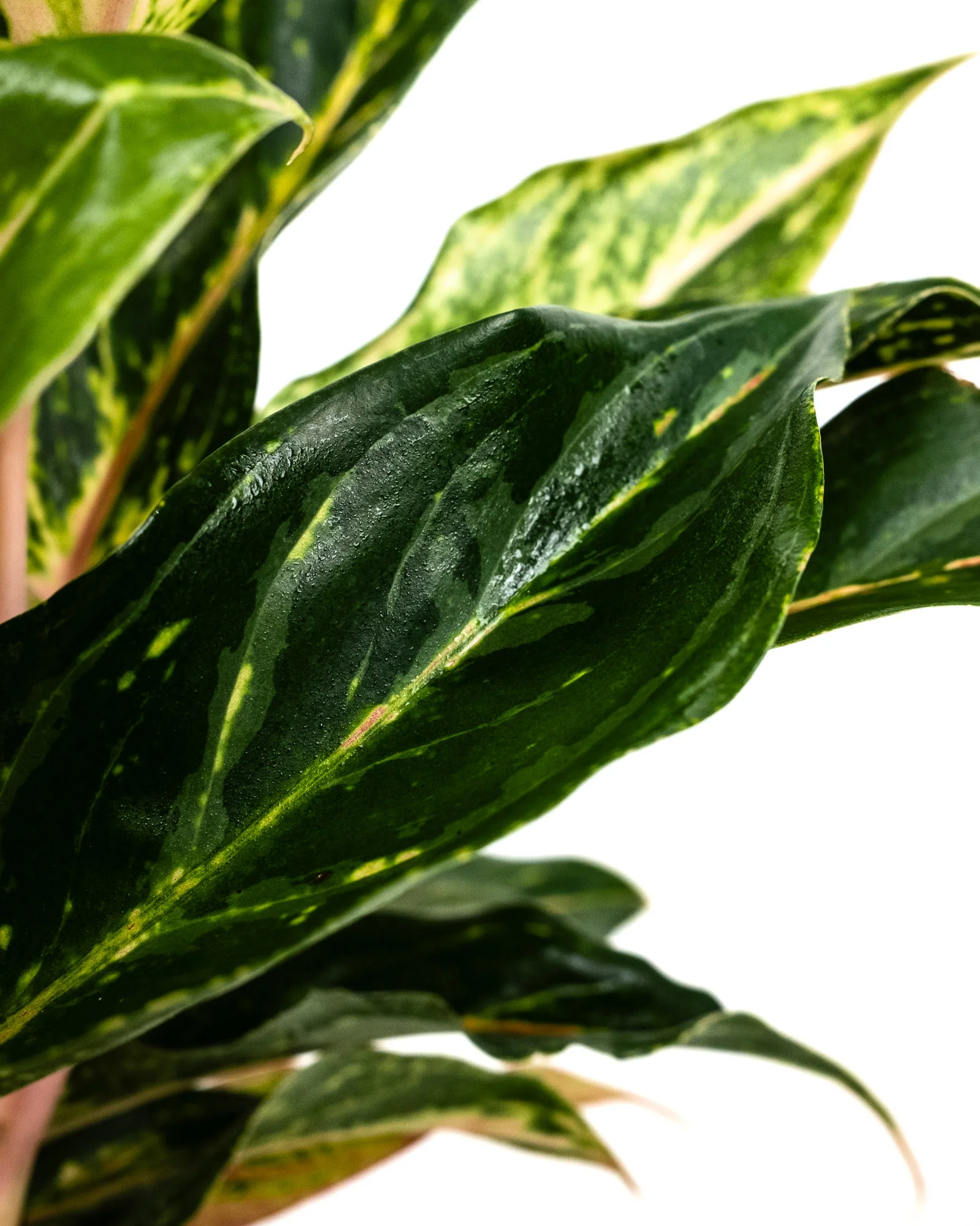 Aglaonema Sparklin Sara, Chinese Evergreen - Image 3
