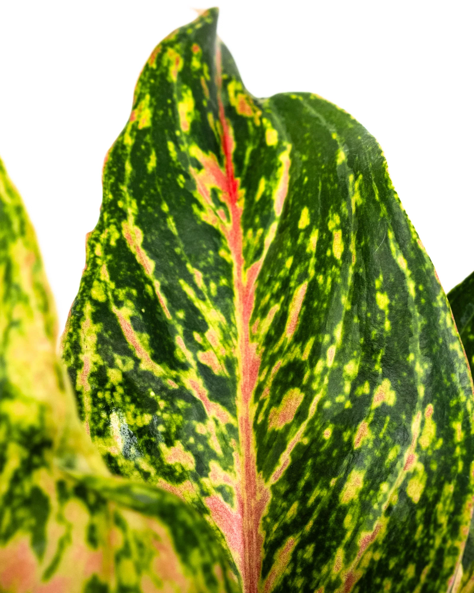 Aglaonema Sparklin Sara, Chinese Evergreen - Image 4
