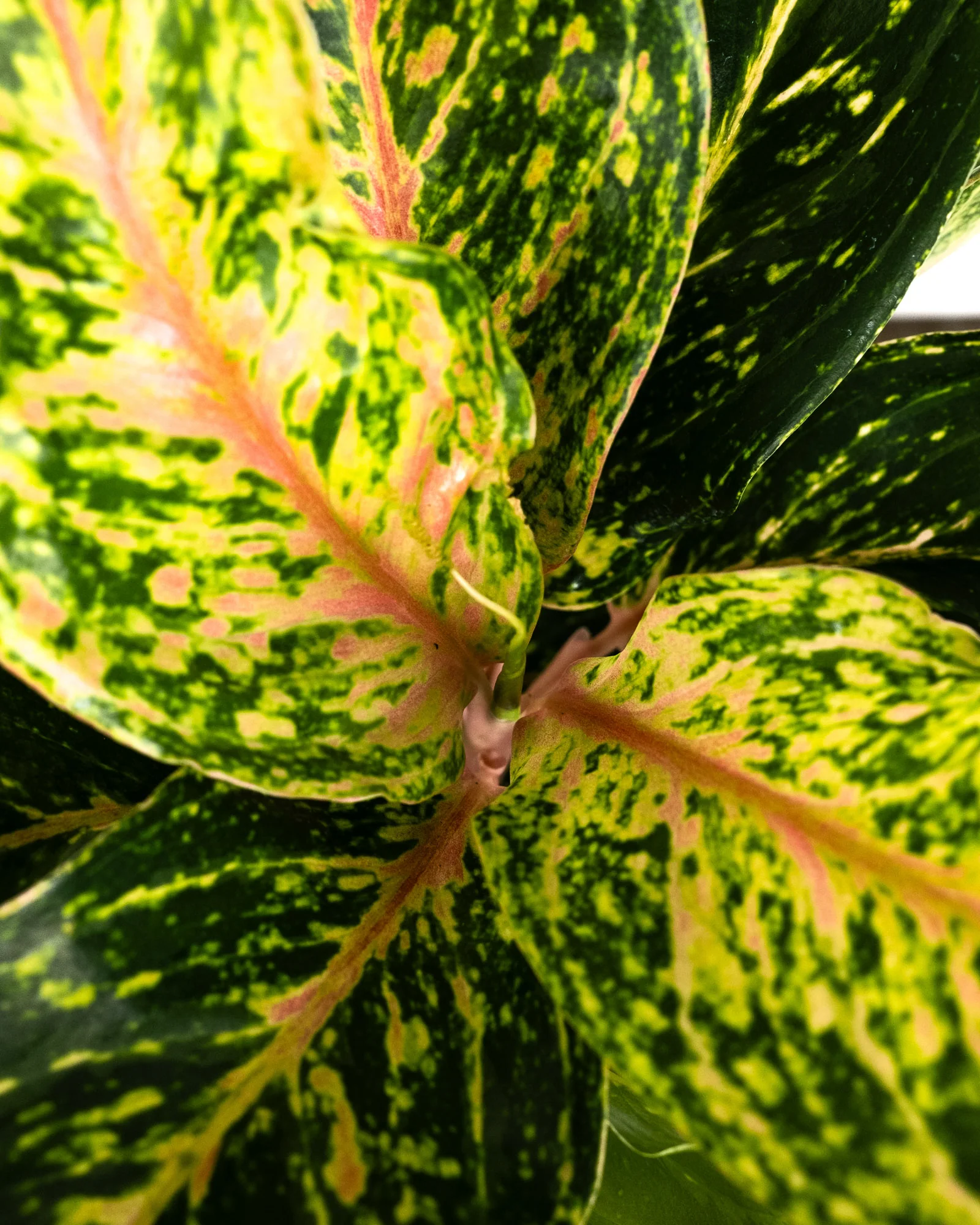 Aglaonema Sparklin Sara, Chinese Evergreen - Image 5