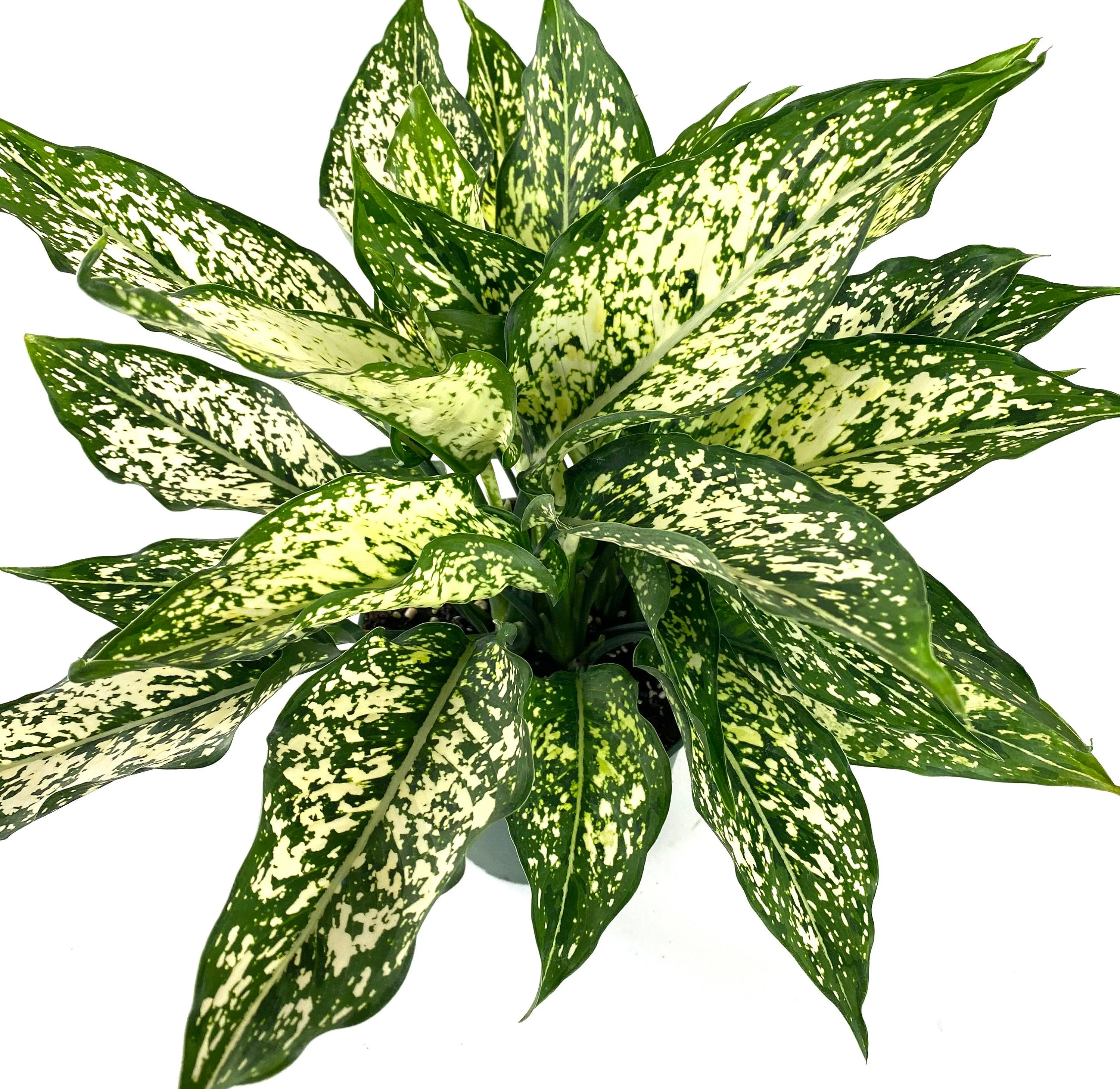 Aglaonema White Dalmation Chinese Evergreen - Image 3