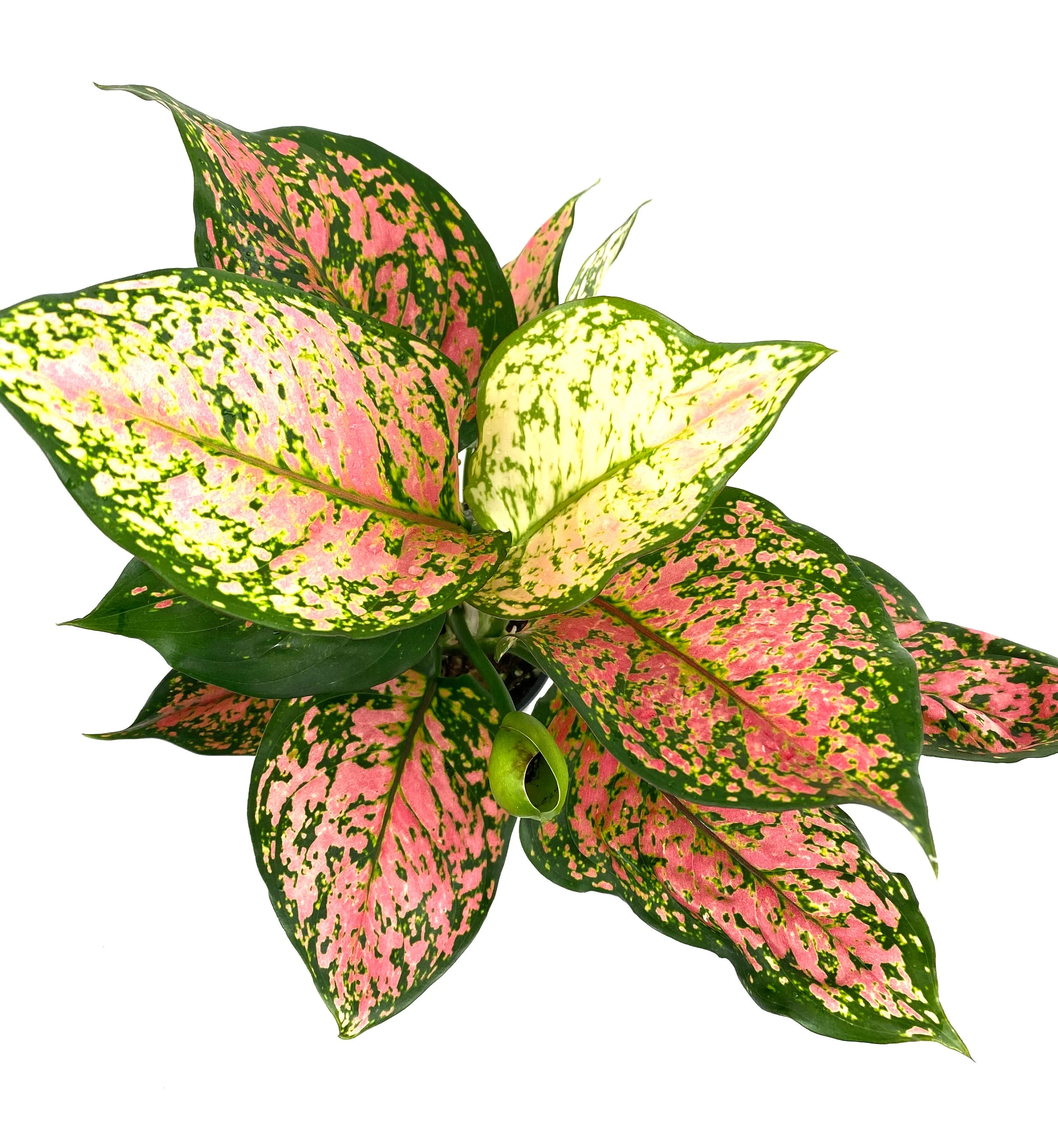 Aglaonema Wishes, Chinese Evergreen Variegated - Image 3