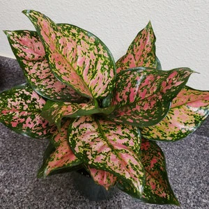 Aglaonema Wishes, Chinese Evergreen Variegated - Image 5