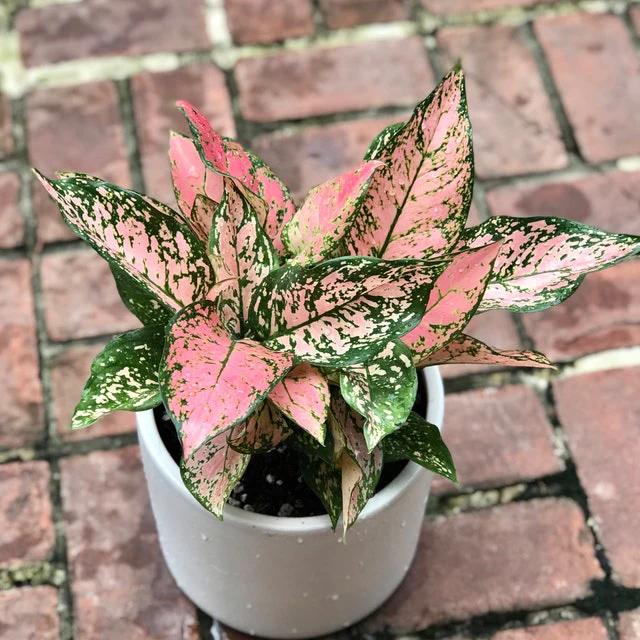 Aglaonema Wishes, Chinese Evergreen Variegated - Image 6