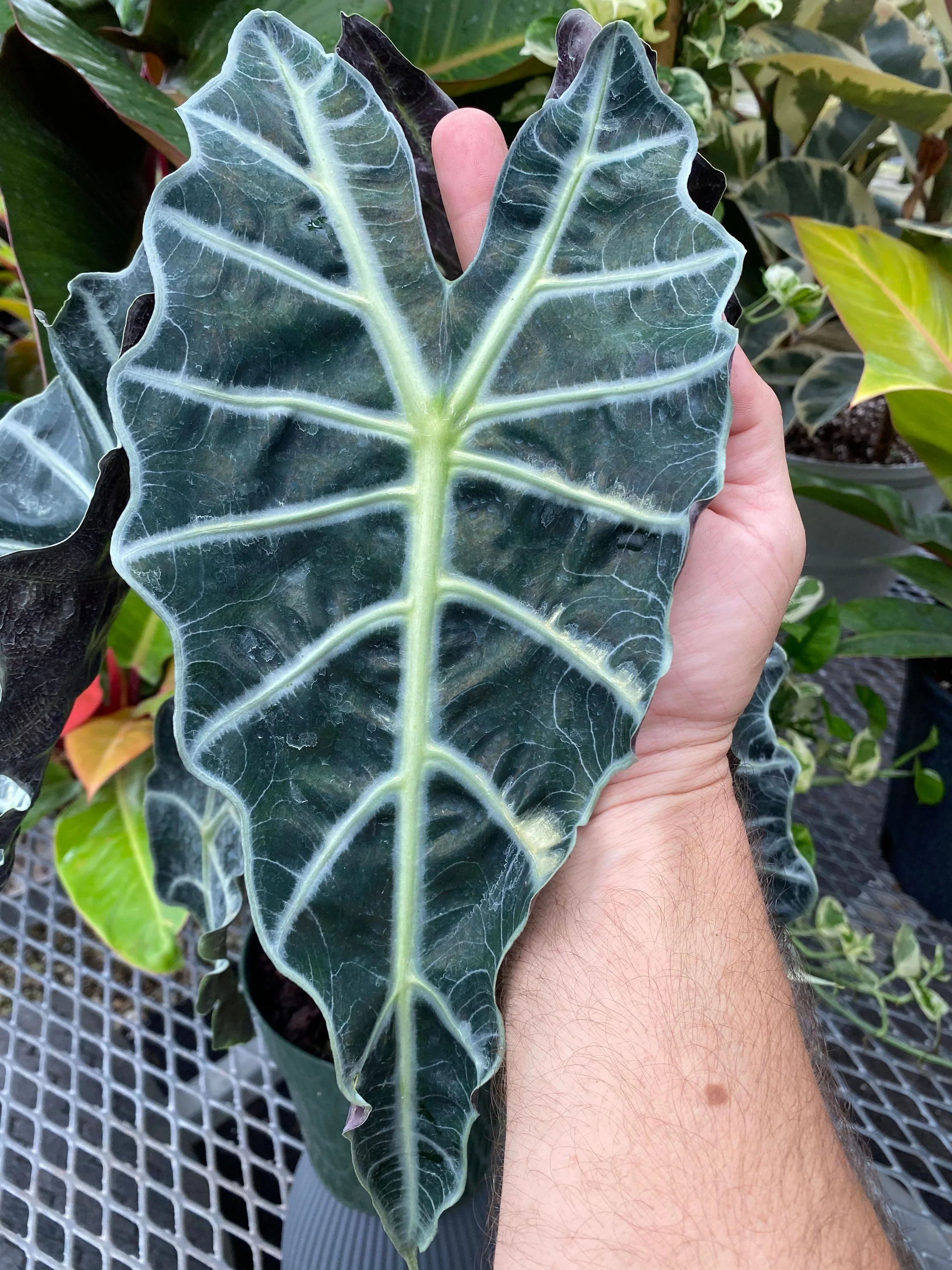 Alocasia Amazonica Polly, African Mask - Image 4