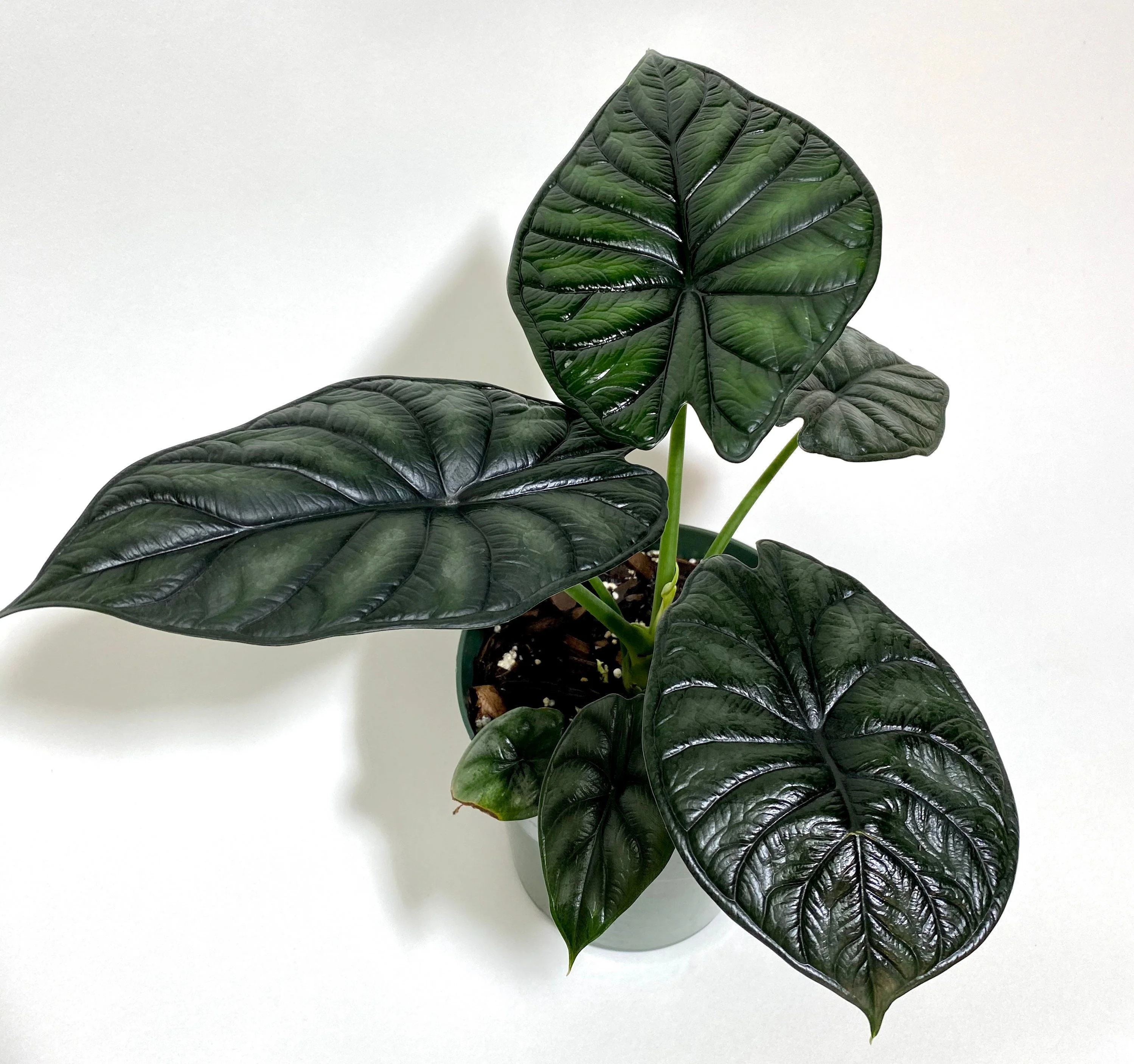 Alocasia Baginda Dragon Scale, Live Indoor plant. - Image 3