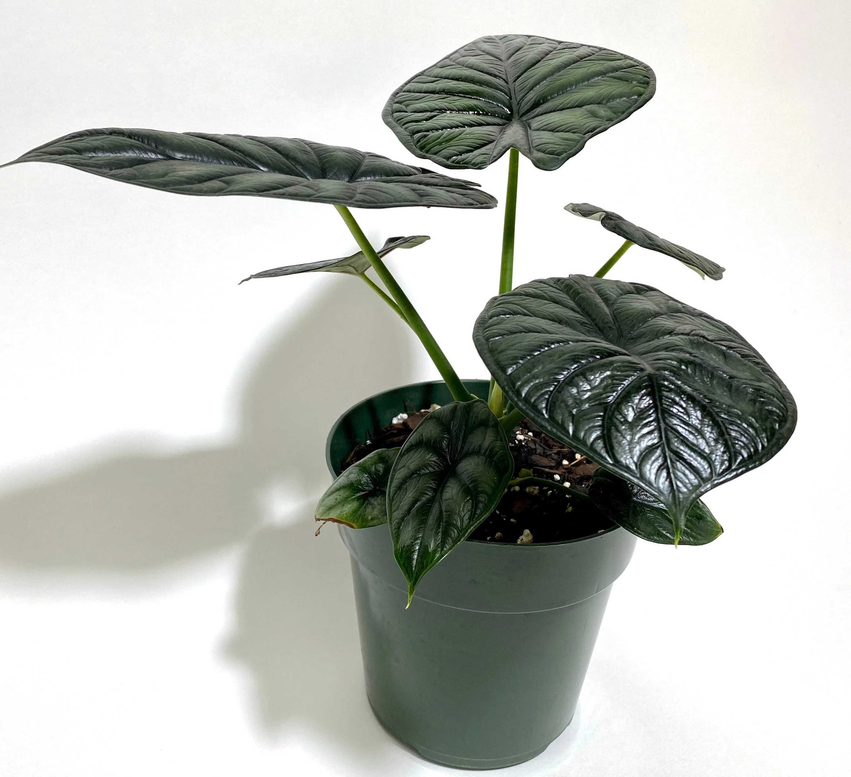 Alocasia Baginda Dragon Scale, Live Indoor plant. - Image 6
