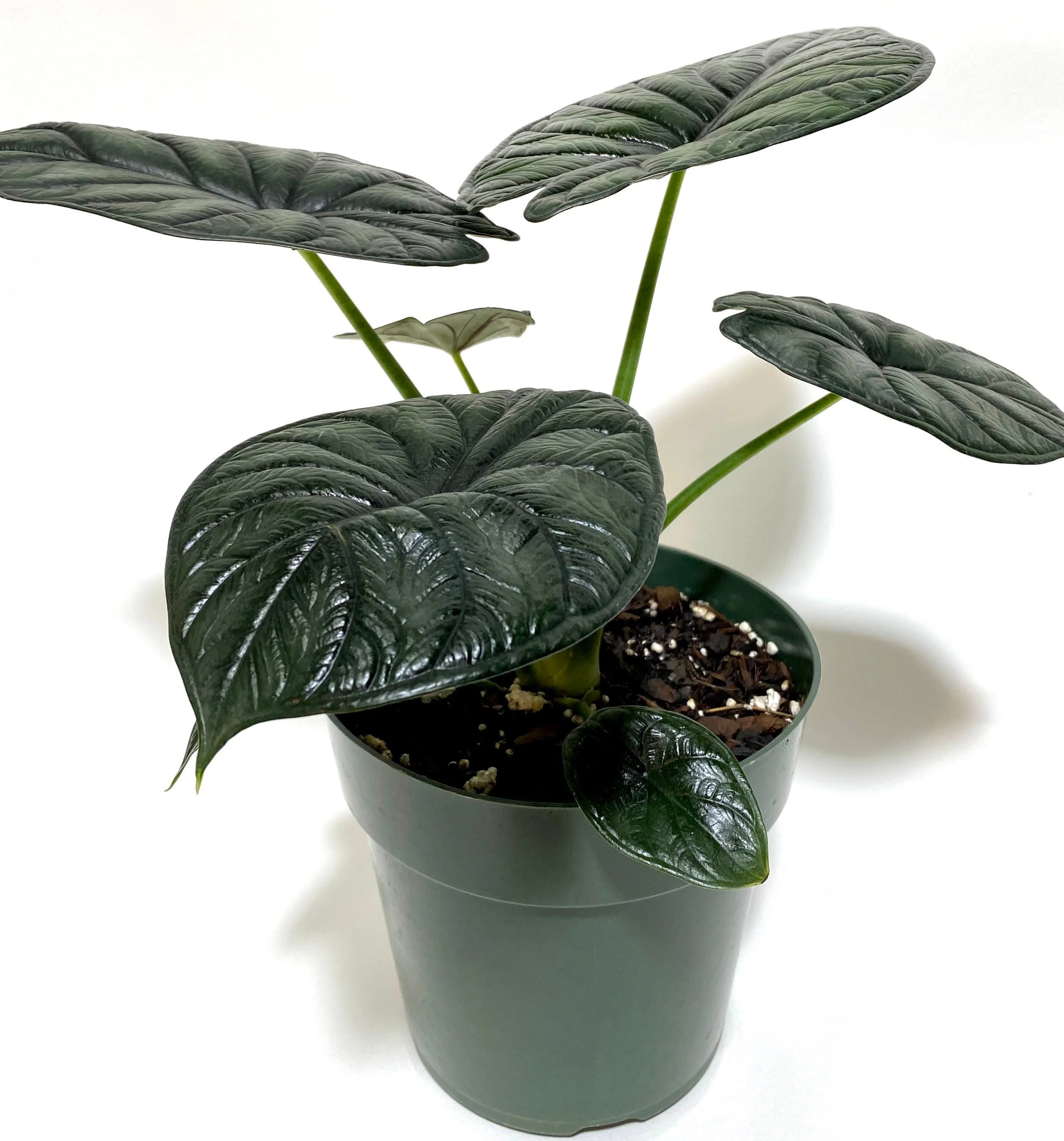 Alocasia Baginda Dragon Scale, Live Indoor plant. - Image 7