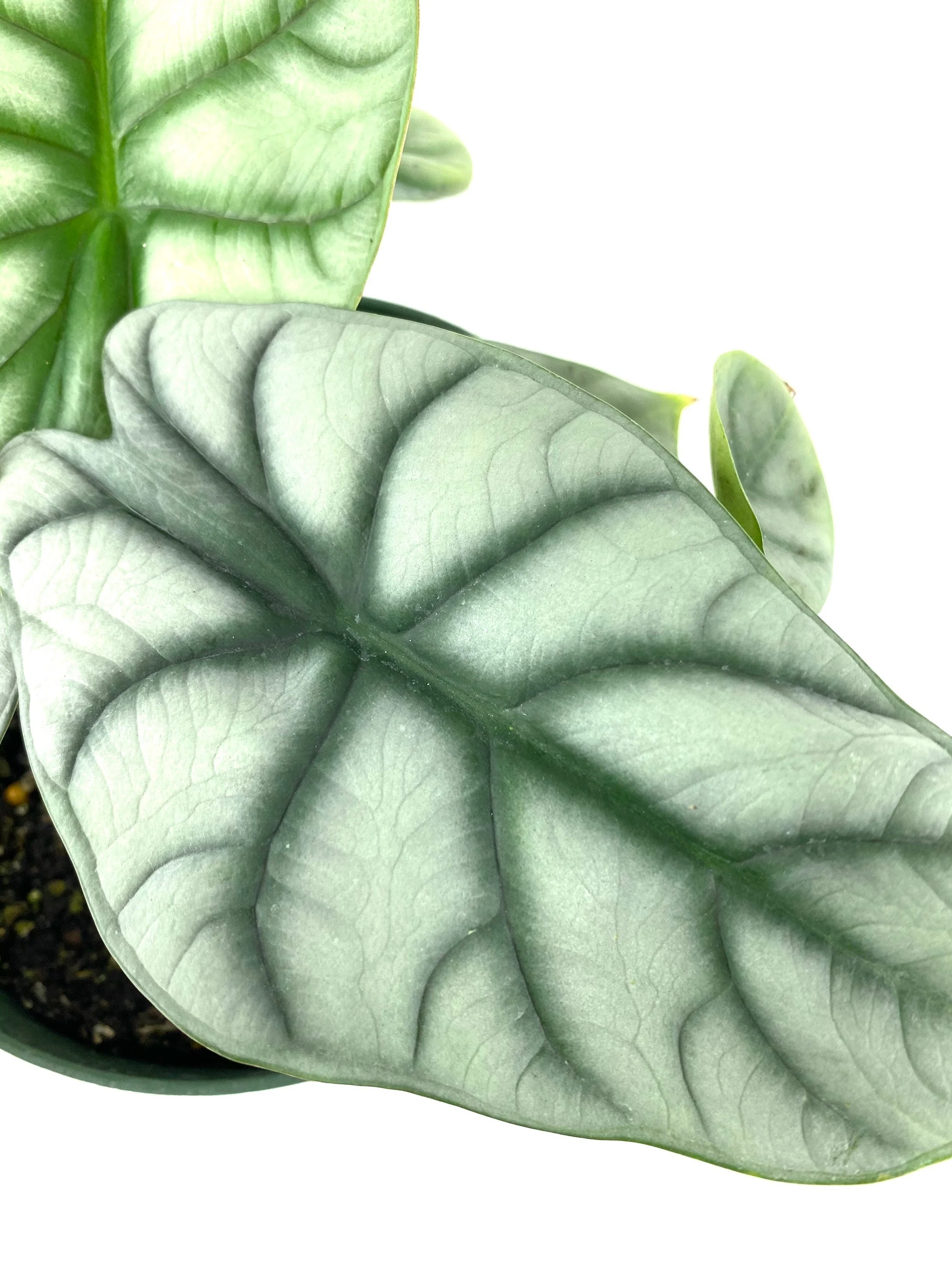 Alocasia Baginda Silver Dragon, Live Indoor Plant. - Image 3