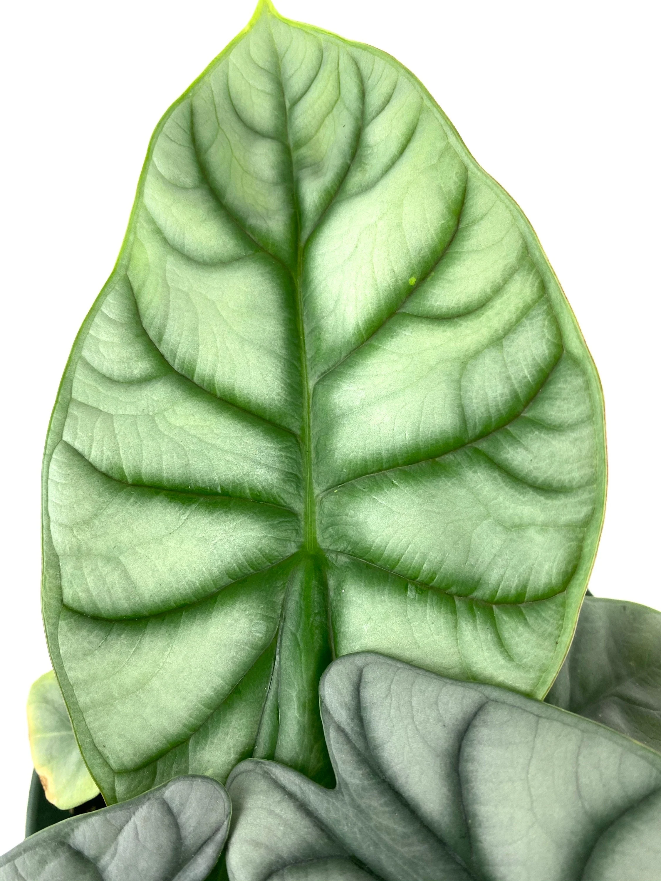 Alocasia Baginda Silver Dragon, Live Indoor Plant. - Image 4