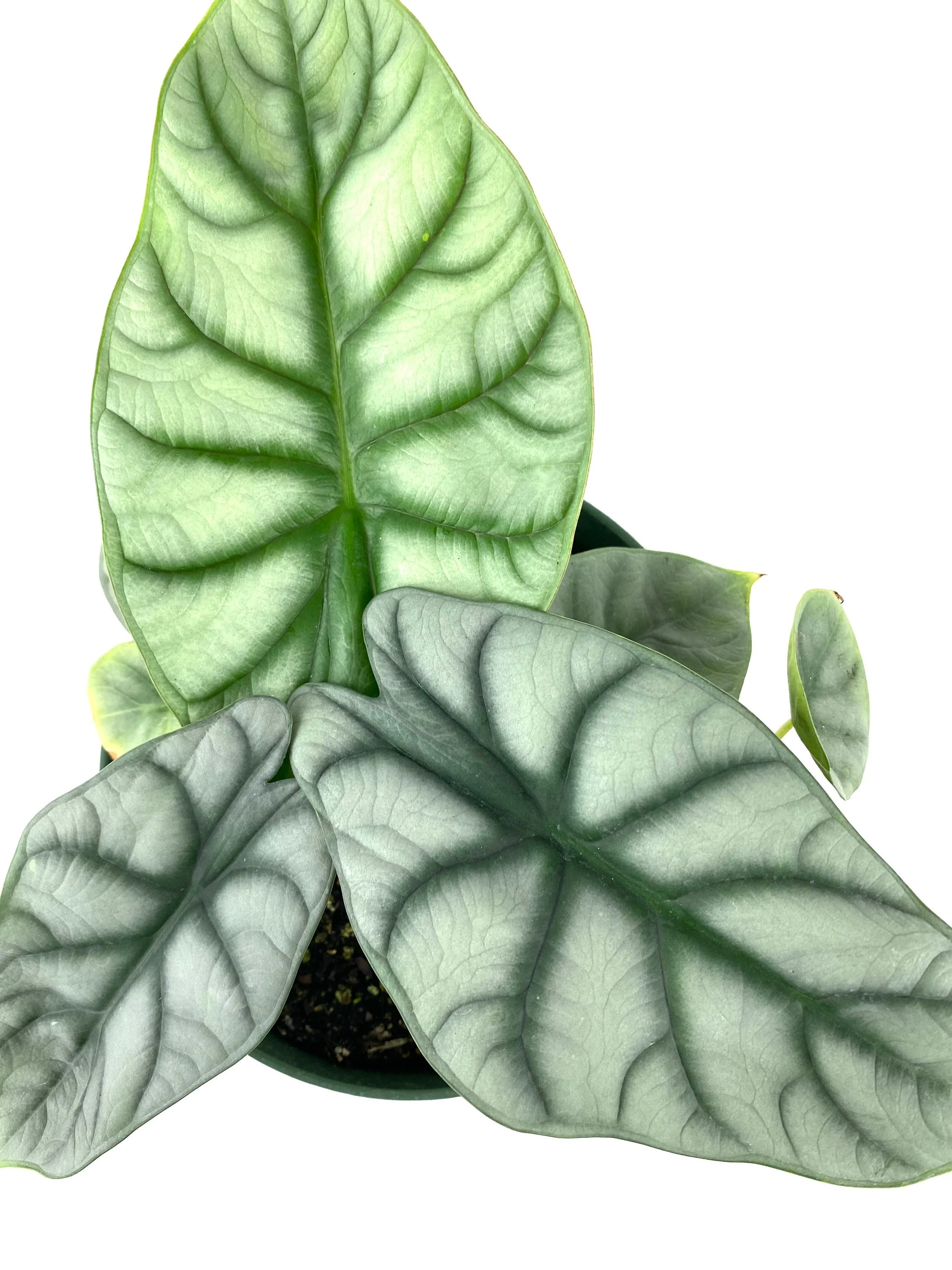 Alocasia Baginda Silver Dragon, Live Indoor Plant. - Image 6