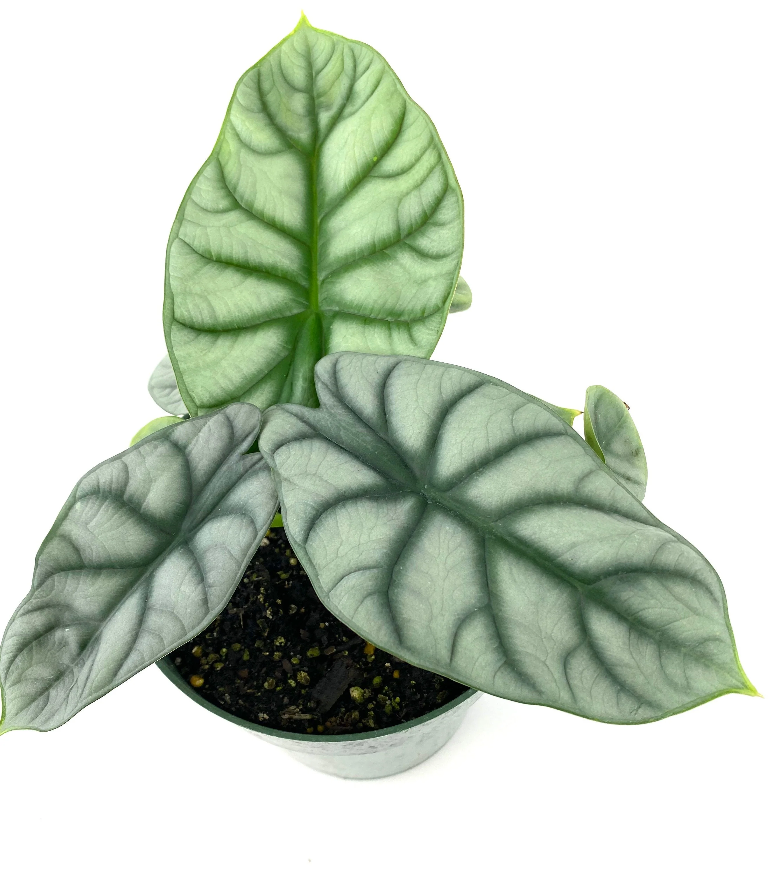 Alocasia Baginda Silver Dragon, Live Indoor Plant. - Image 7
