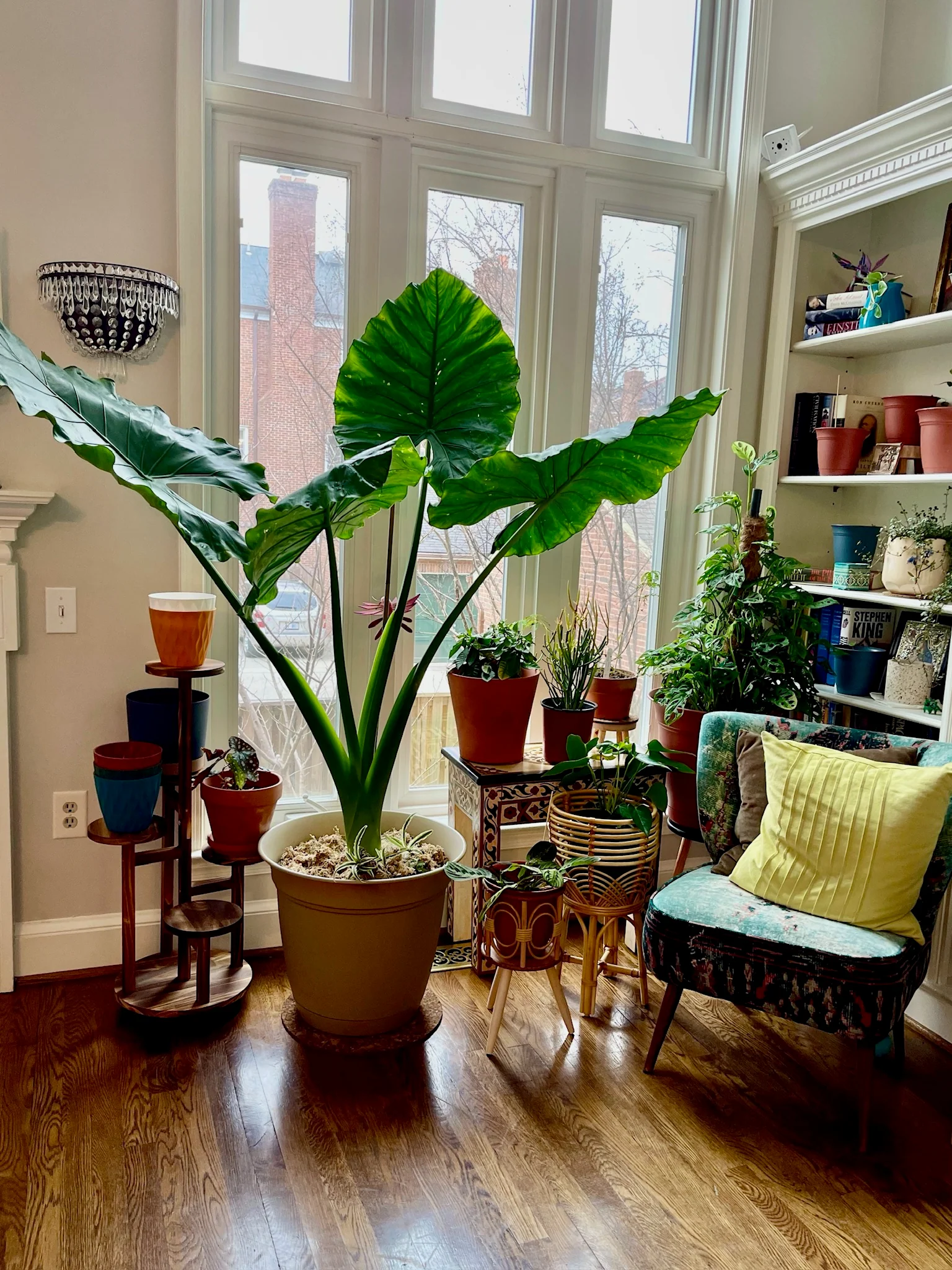 Alocasia Borneo Giant Elephant Ear, Live Tropical Plant. - Image 3