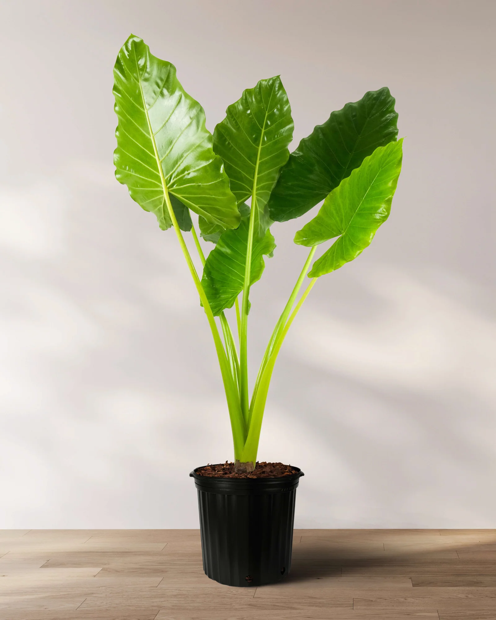 Alocasia Borneo Giant Elephant Ear, Live Tropical Plant. - Image 4