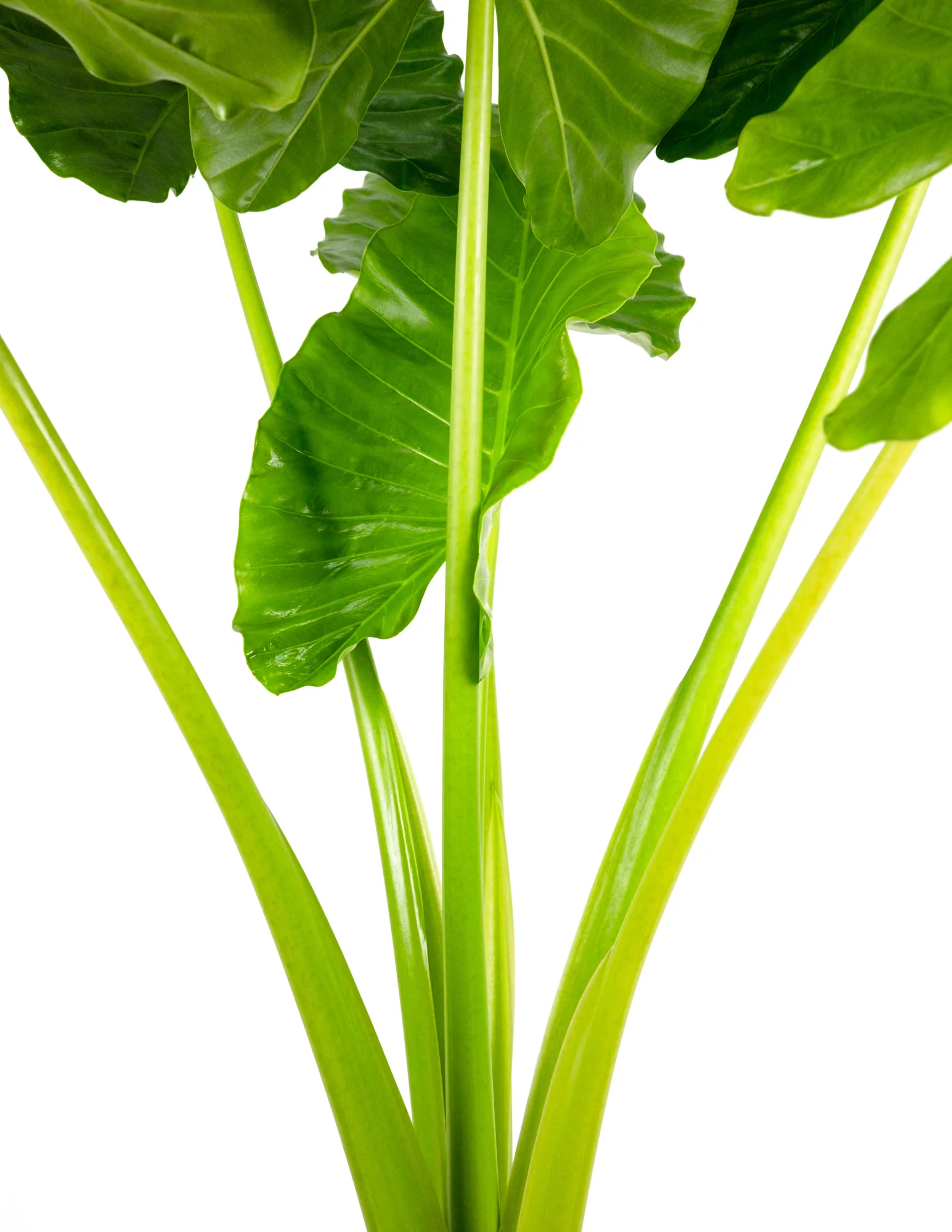 Alocasia Borneo Giant Elephant Ear, Live Tropical Plant. - Image 5