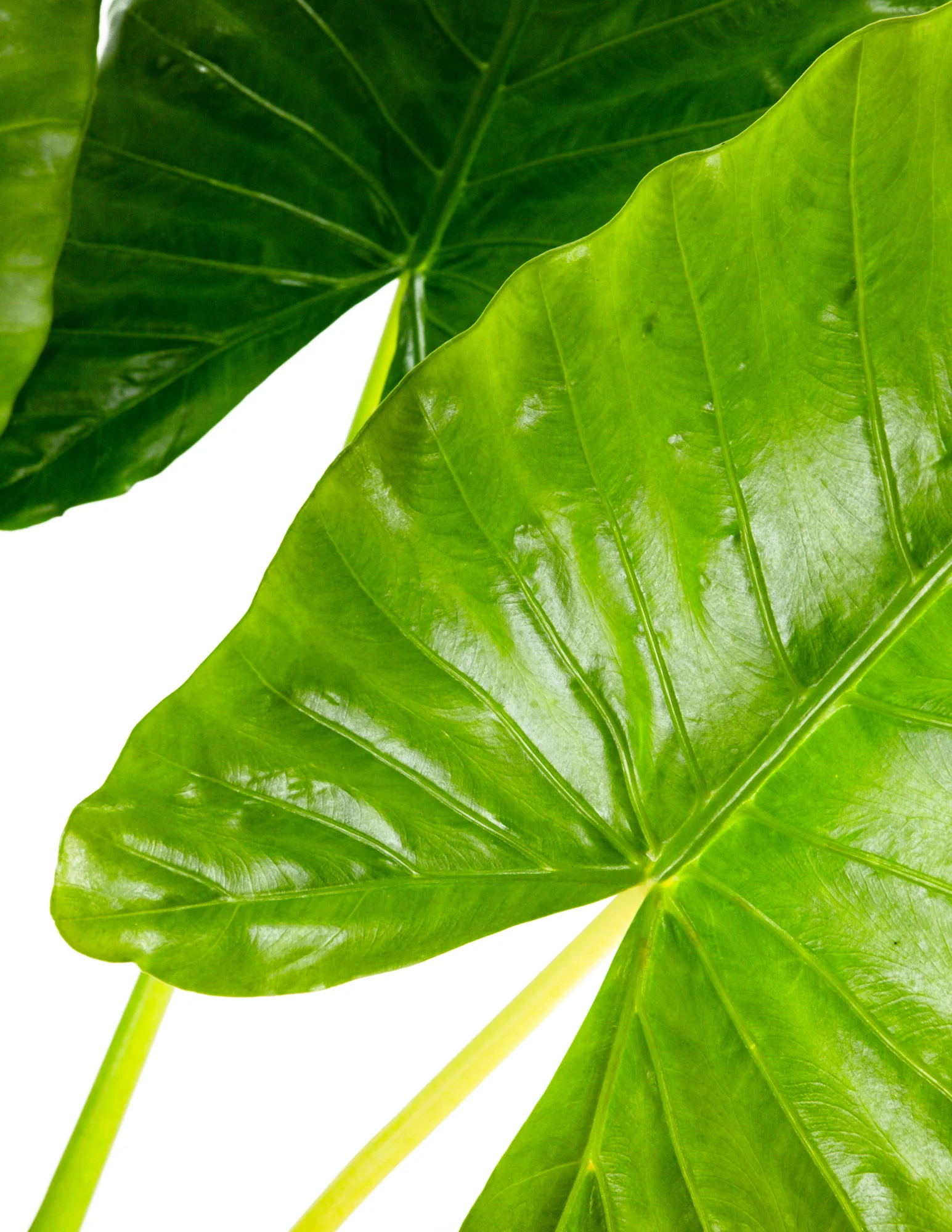 Alocasia Borneo Giant Elephant Ear, Live Tropical Plant. - Image 6