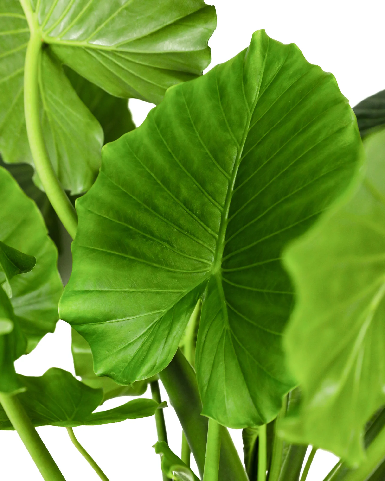 Alocasia California Odora, Elephant Ears - Image 3