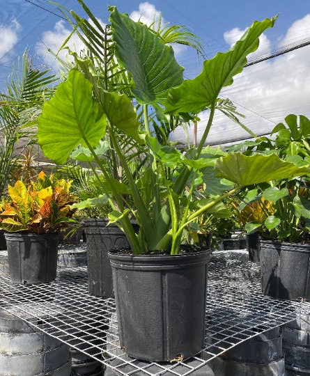 Alocasia California Odora, Elephant Ears - Image 5