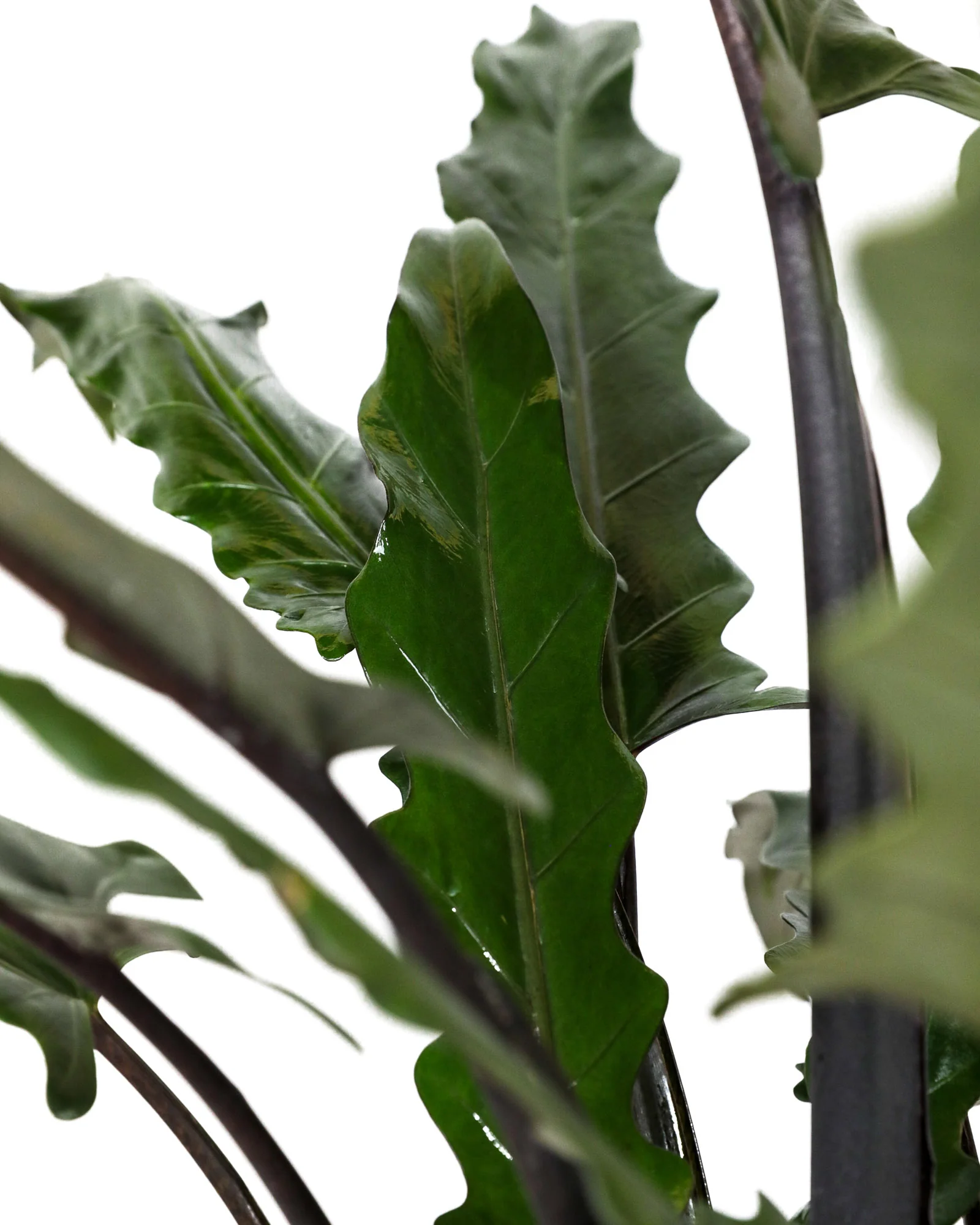 Alocasia Lauterbachiana, Purple Sword Tree - Image 3