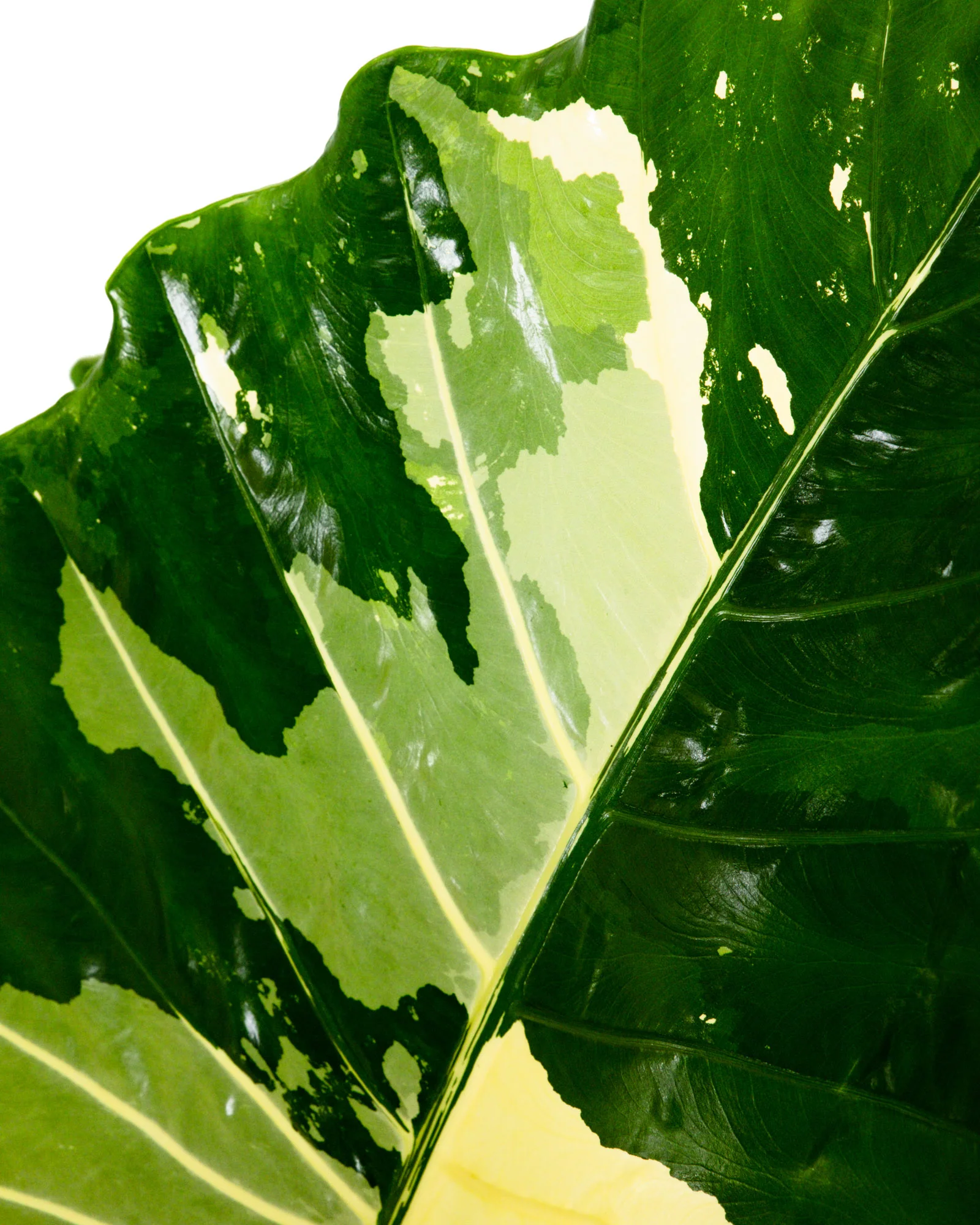 Alocasia Macrorrhiza Variegata, Collectors Rare And Exotic. - Image 3