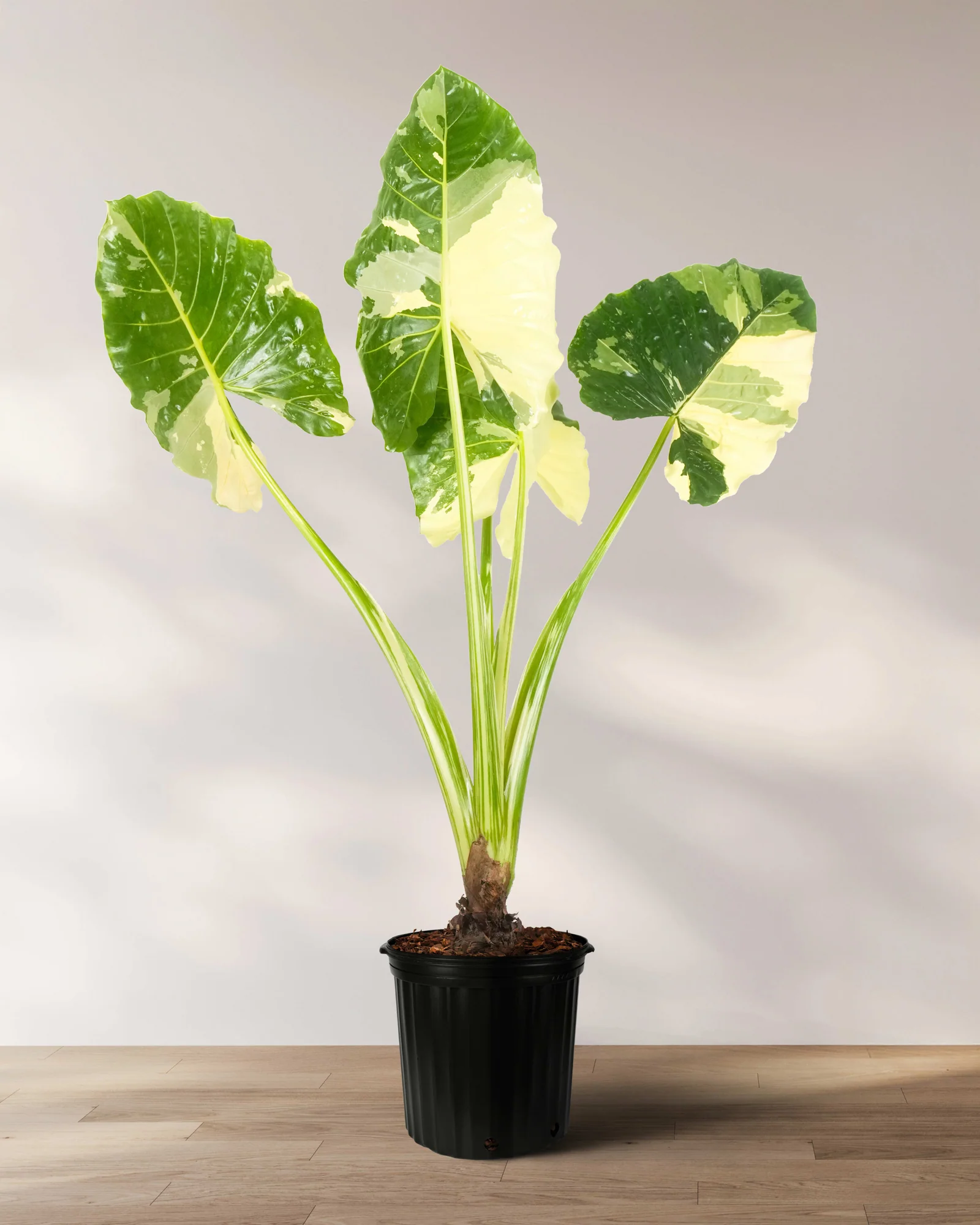 Alocasia Macrorrhiza Variegata, Collectors Rare And Exotic. - Image 5