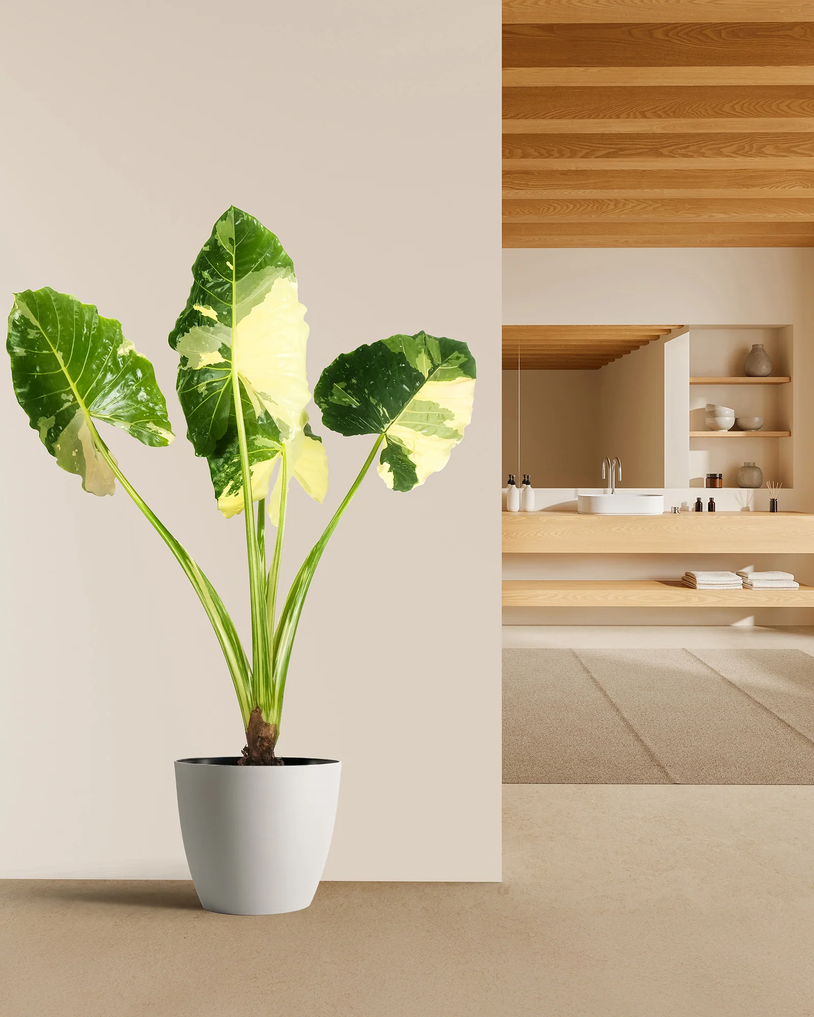 Alocasia Macrorrhiza Variegata, Collectors Rare And Exotic. - Image 6