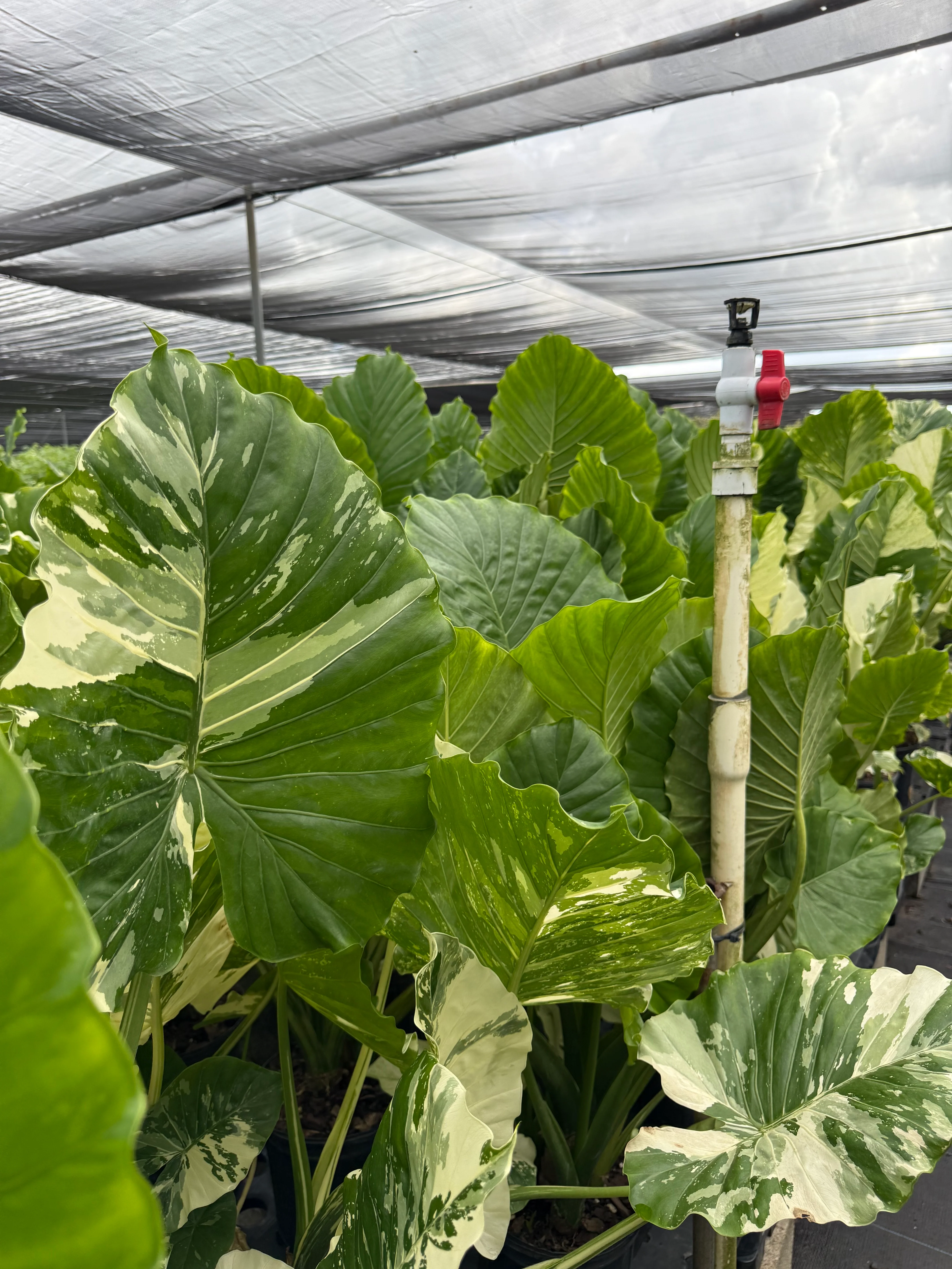 Alocasia Macrorrhiza Variegata, Collectors Rare And Exotic. - Image 7