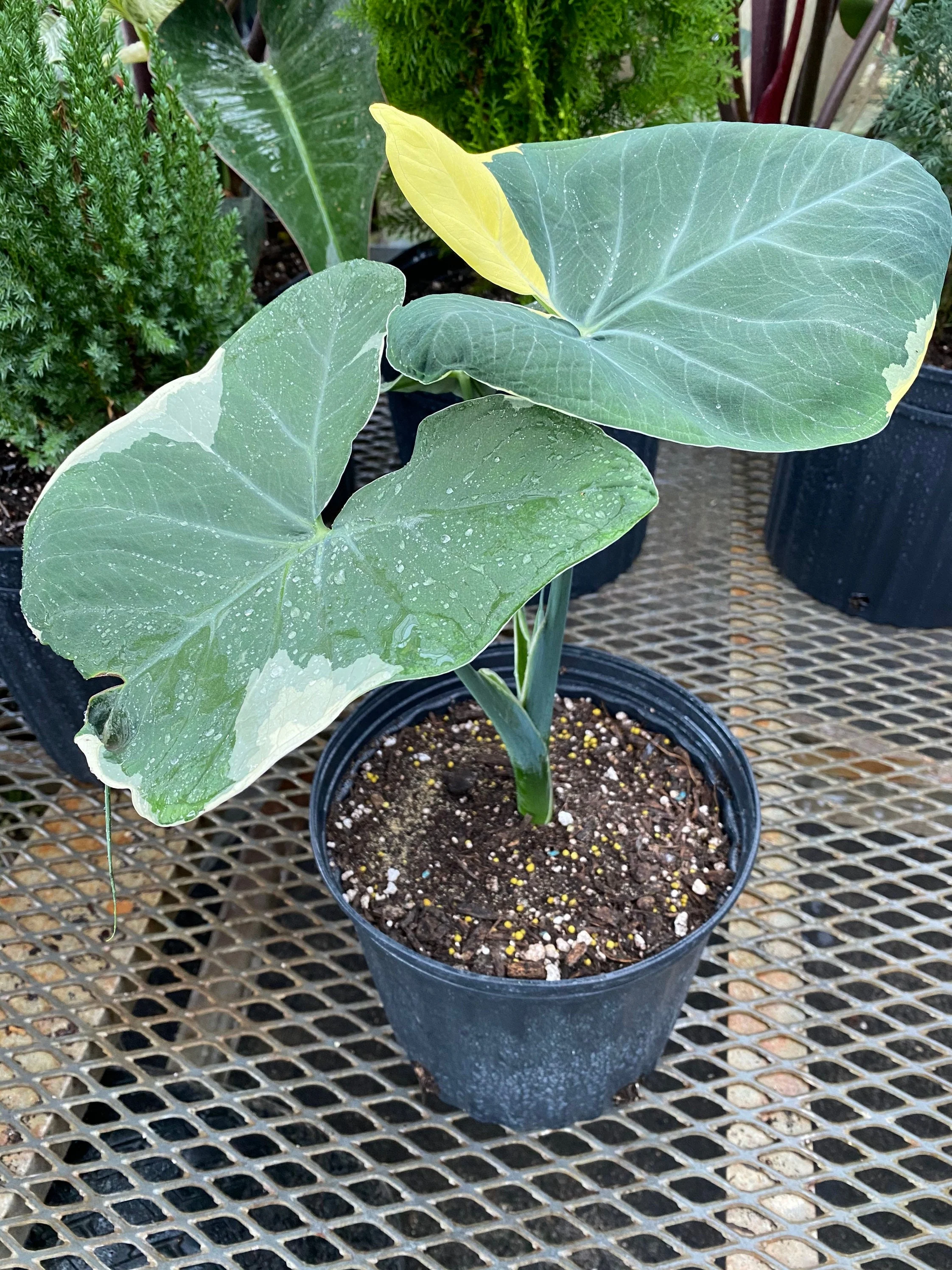 Alocasia Mickey Mouse, Xanthosoma Variegata Stingray, Elephant Ears Live Indoor Plant - Image 3