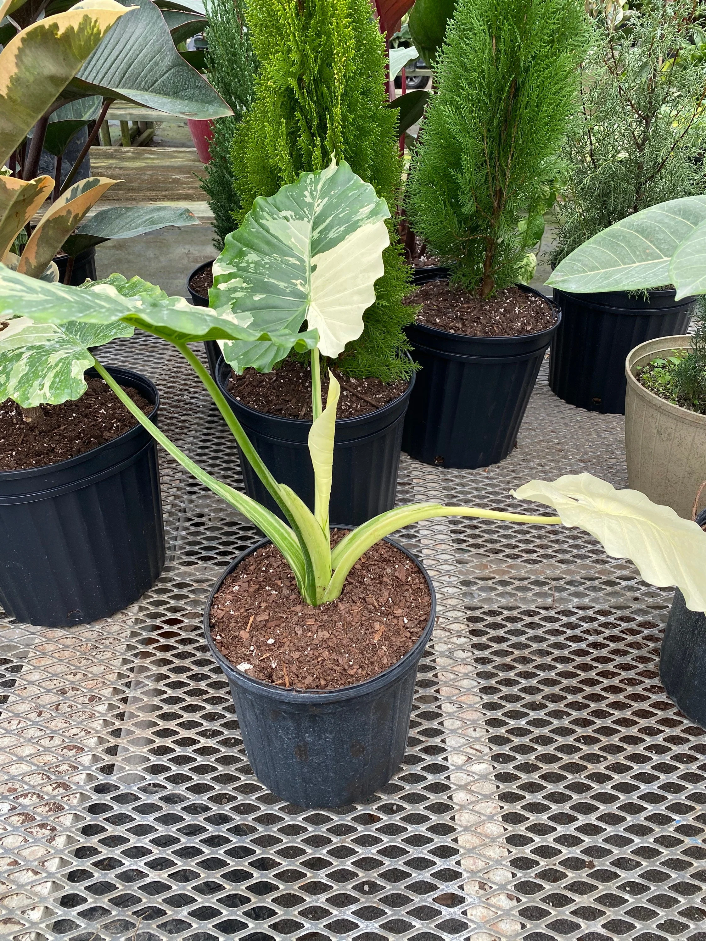 Alocasia Odora Variegata, Collectors Rare and Exotic. - Image 3