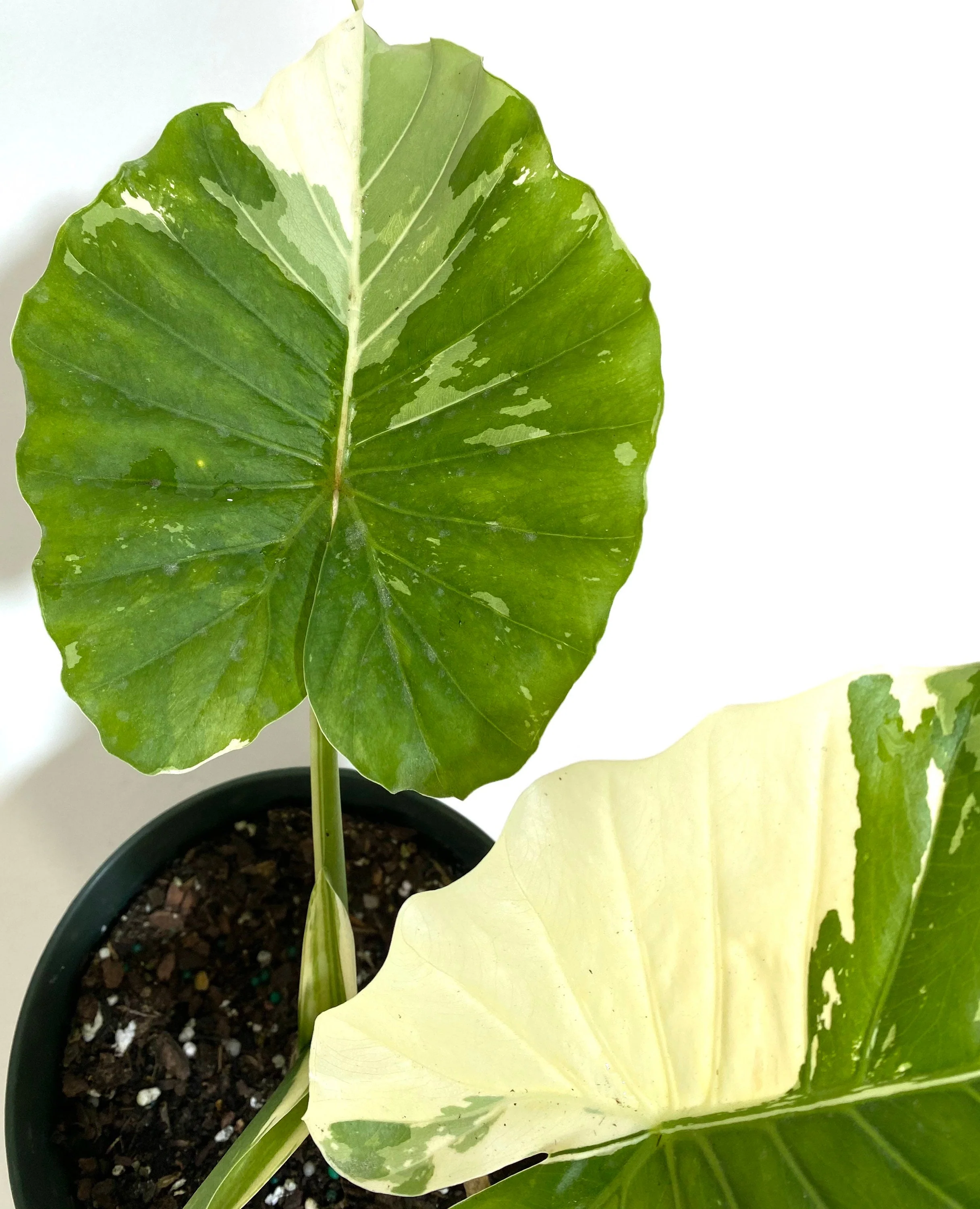 Alocasia Odora Variegata, Collectors Rare and Exotic. - Image 4
