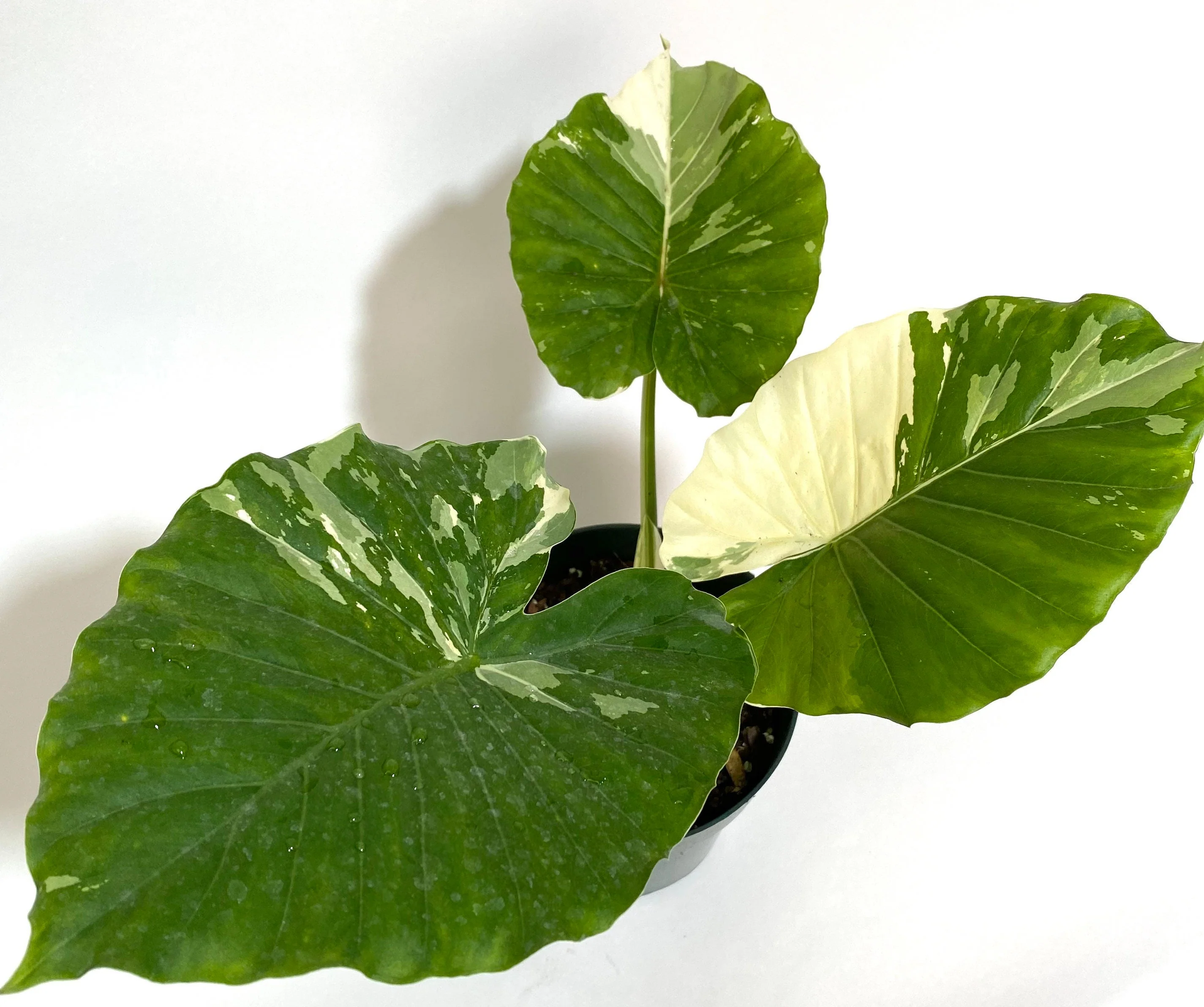 Alocasia Odora Variegata, Collectors Rare and Exotic. - Image 5