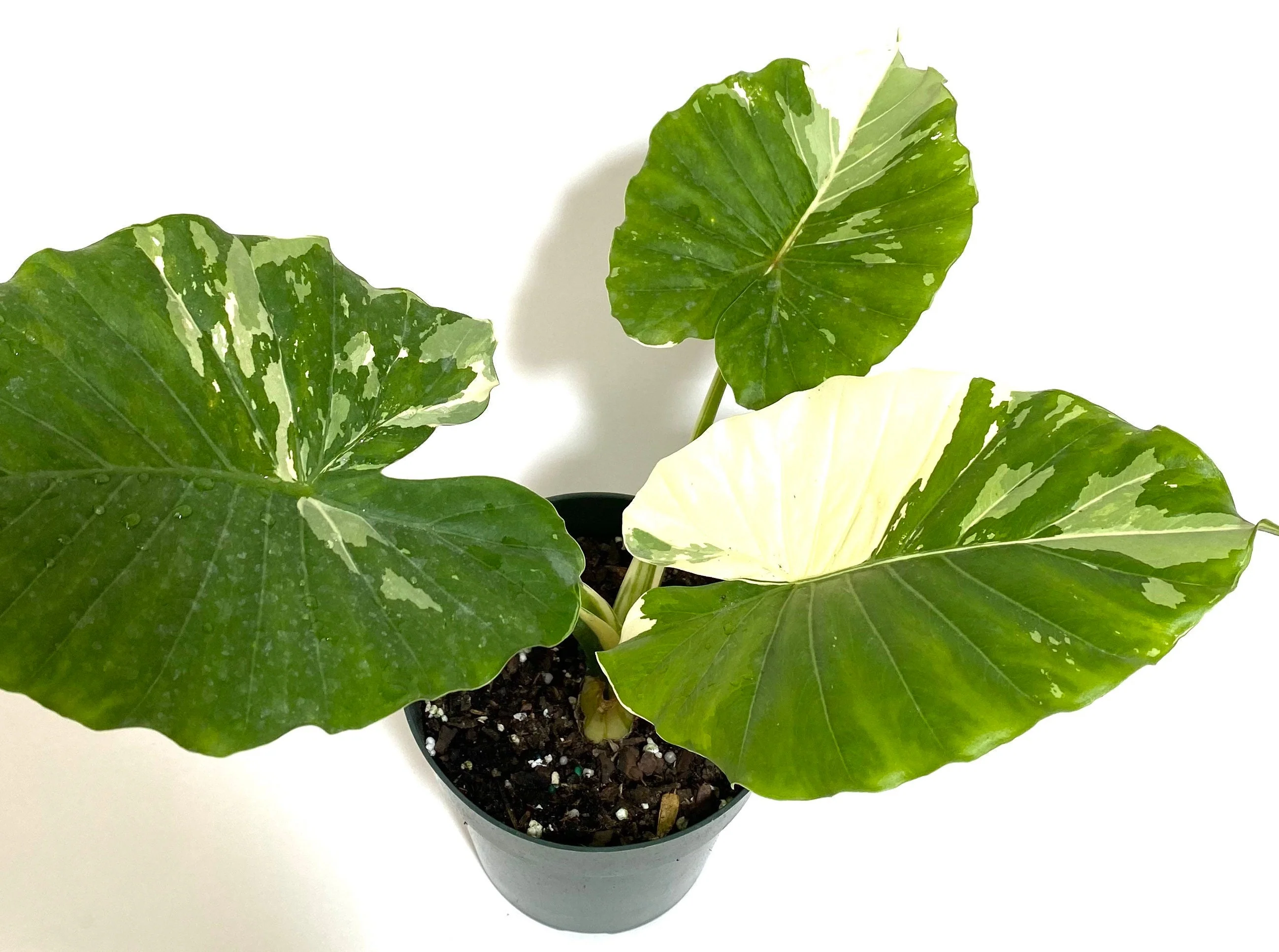 Alocasia Odora Variegata, Collectors Rare and Exotic. - Image 7