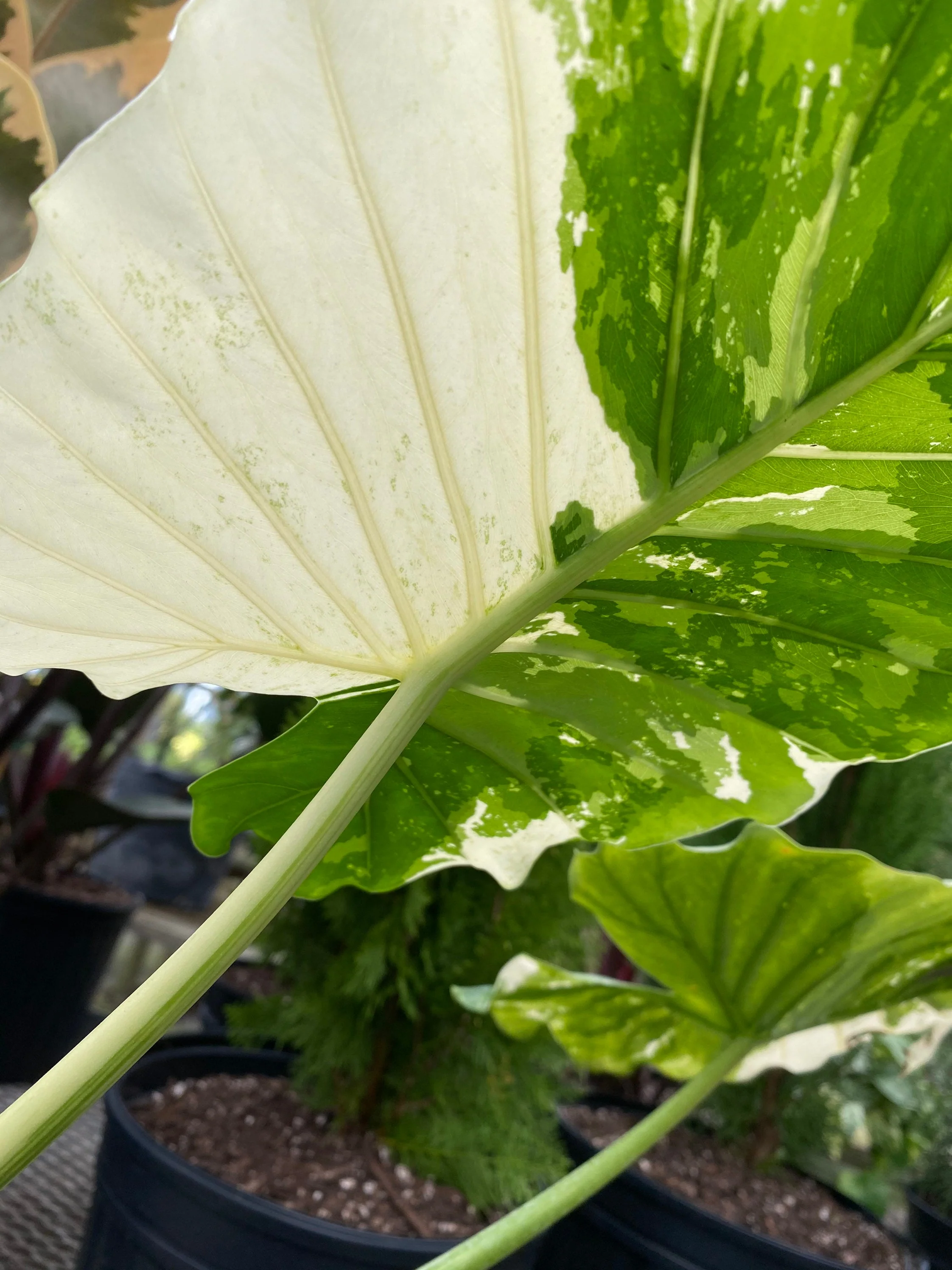 Alocasia Odora Variegata, Collectors Rare and Exotic. - Image 8