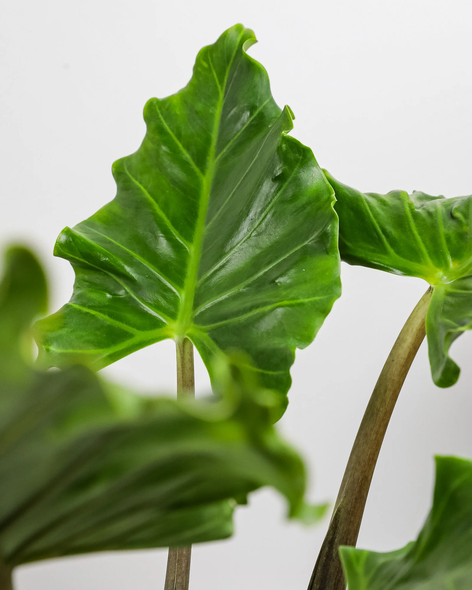 Alocasia Portora, Elephant Ears, Live Tropical Plant - Image 3