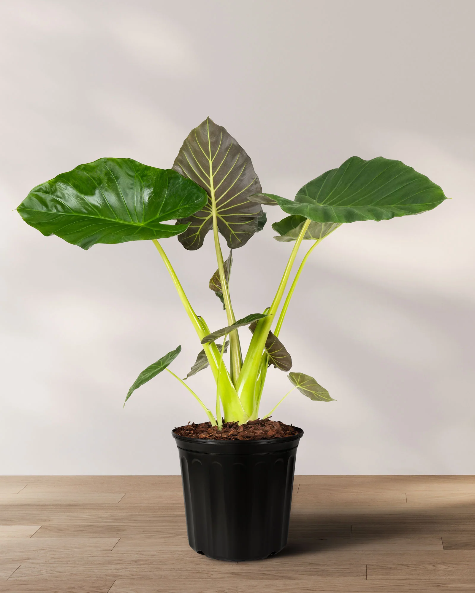 Alocasia Regal Shields - Image 3