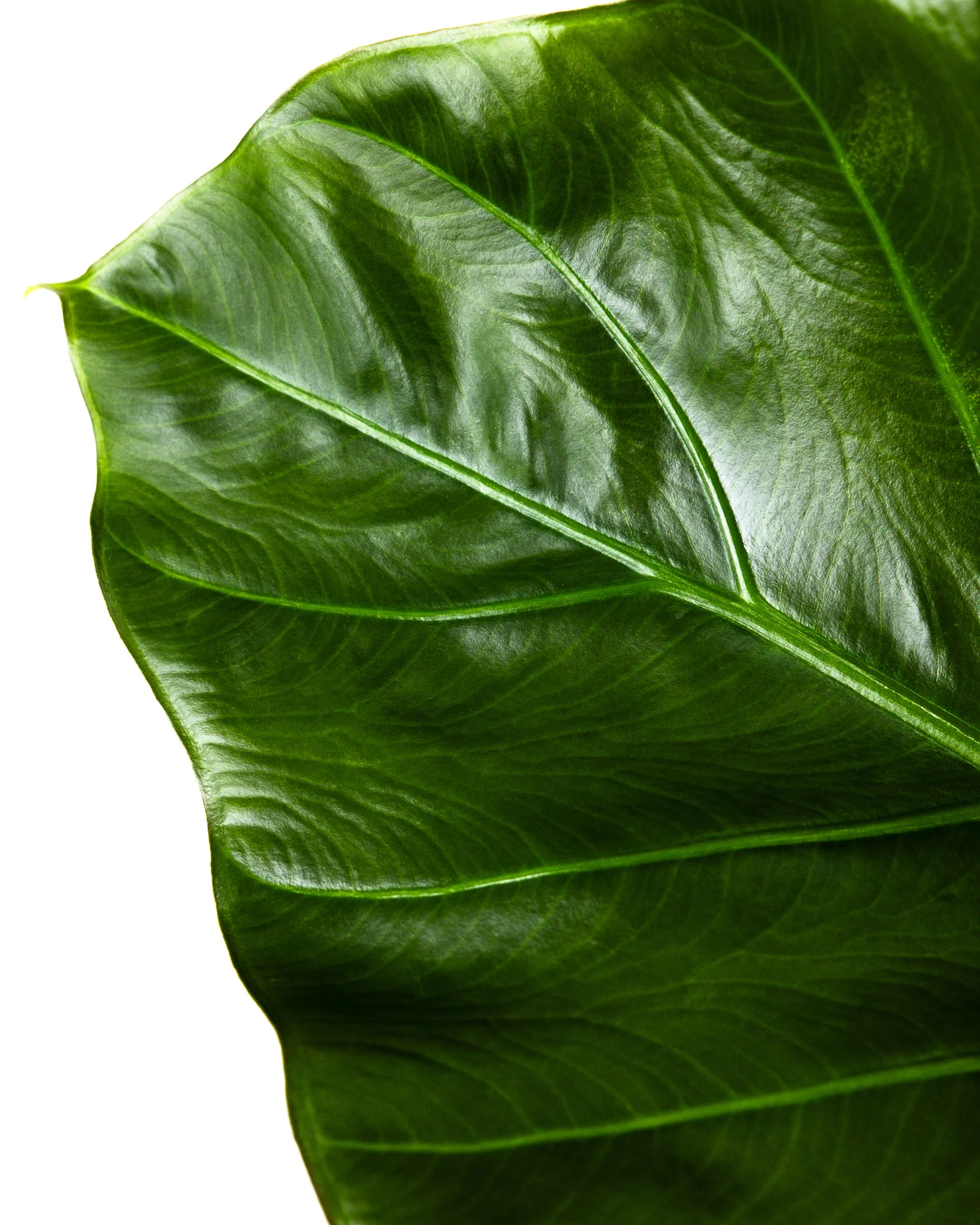 Alocasia Regal Shields - Image 5