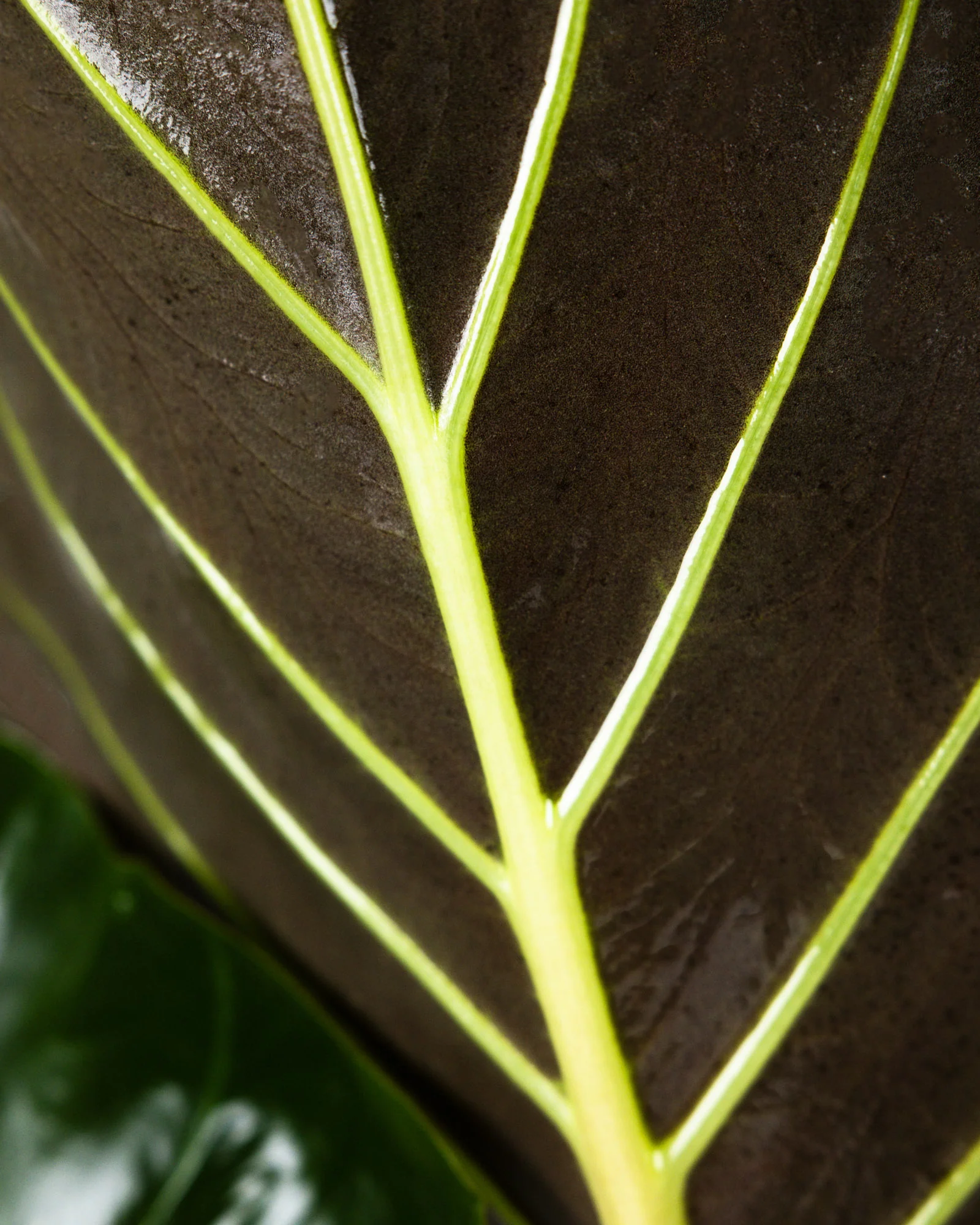 Alocasia Regal Shields - Image 6