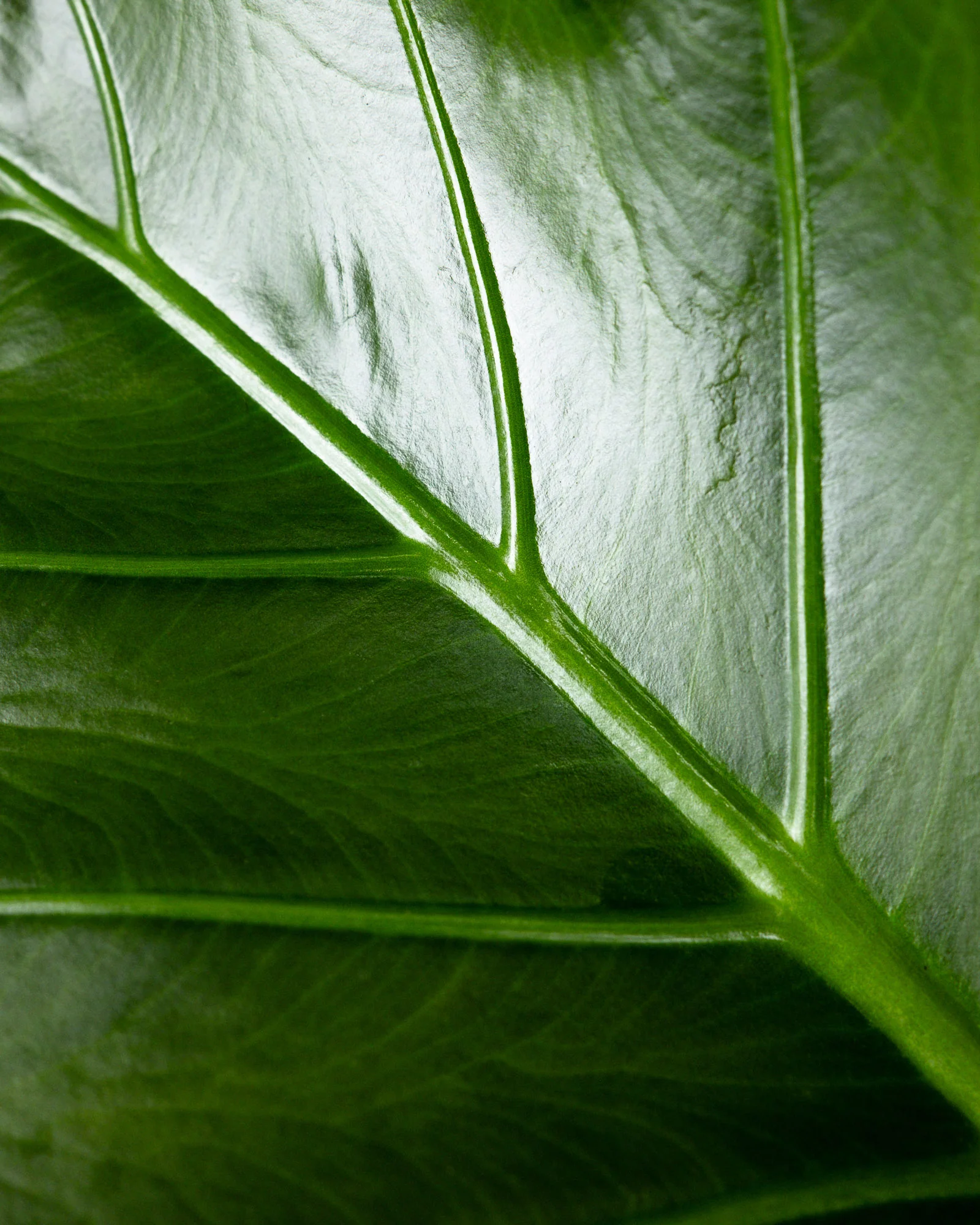 Alocasia Regal Shields - Image 7