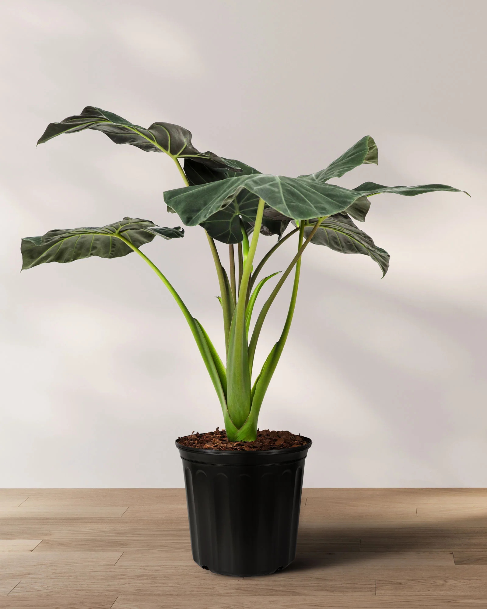 Alocasia Regal Shields - Image 8