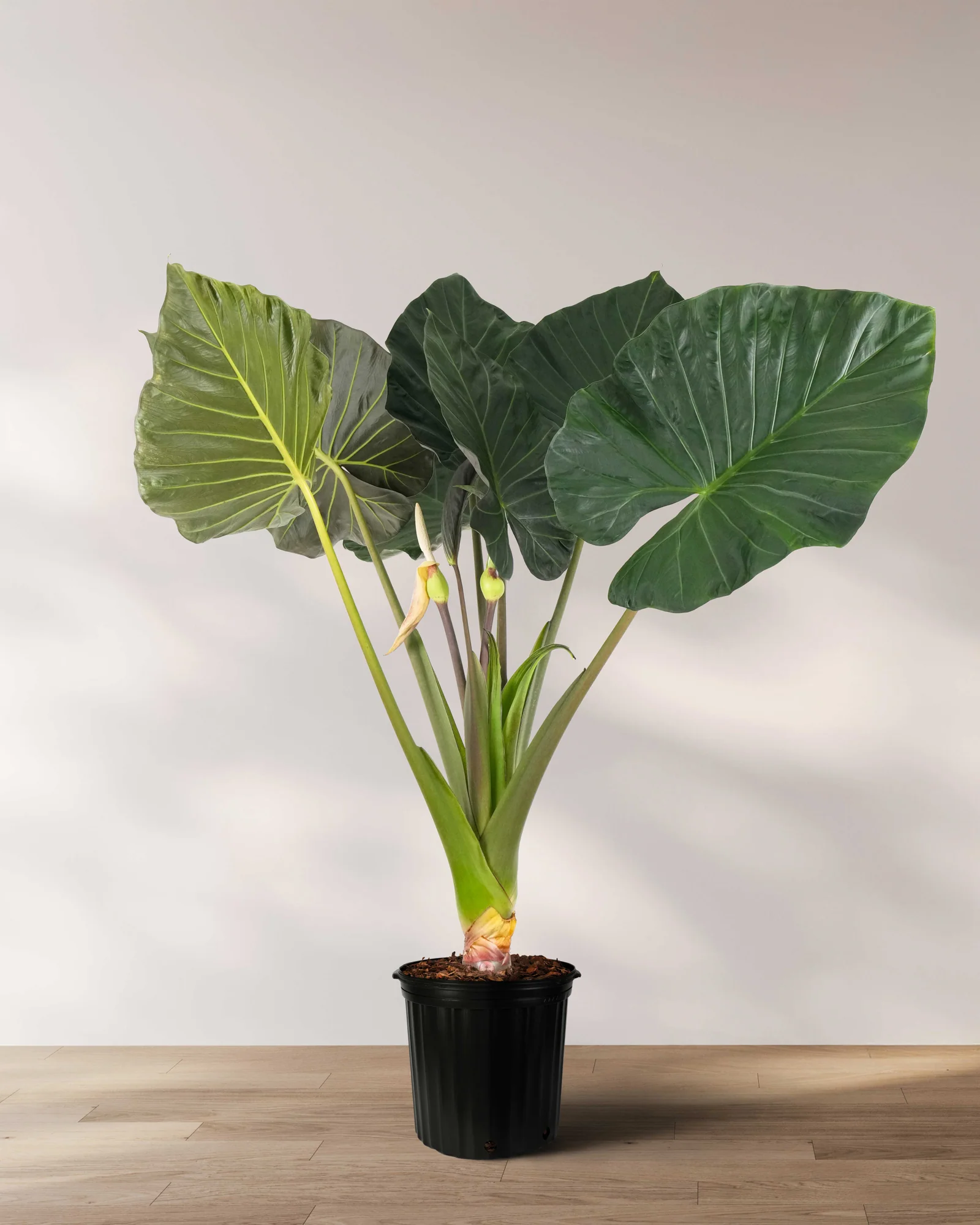 Alocasia Regal Shields - Image 9